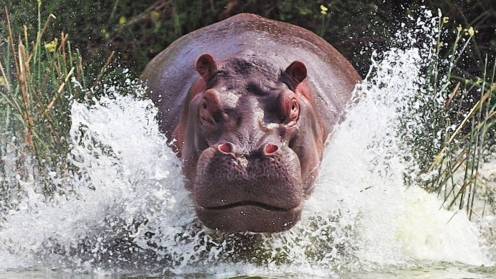 tank built hippopotamus, massive hippopotamus, dramatic splash, Full HD Desktop Wallpaper