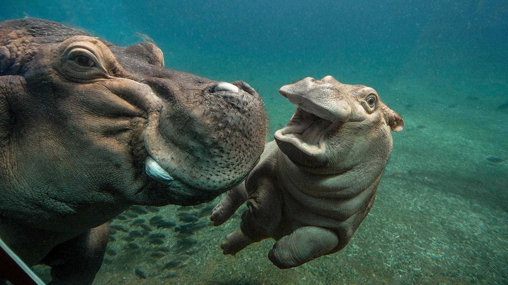 Hippopotamus, underwater, clear turquoise water, Full HD Desktop Wallpaper