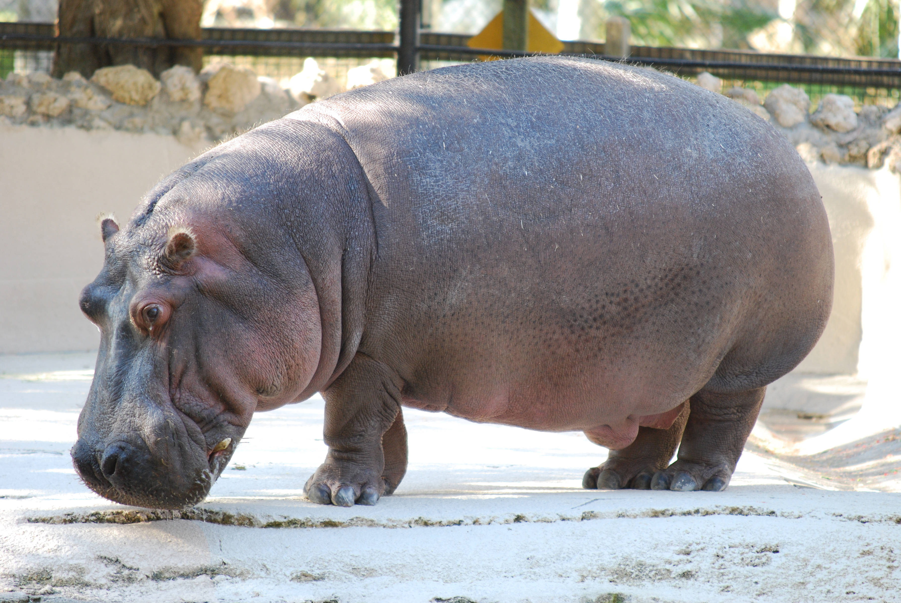Hippopotamus, white cage flooring, sunlit concrete surface, 2K Desktop Wallpaper