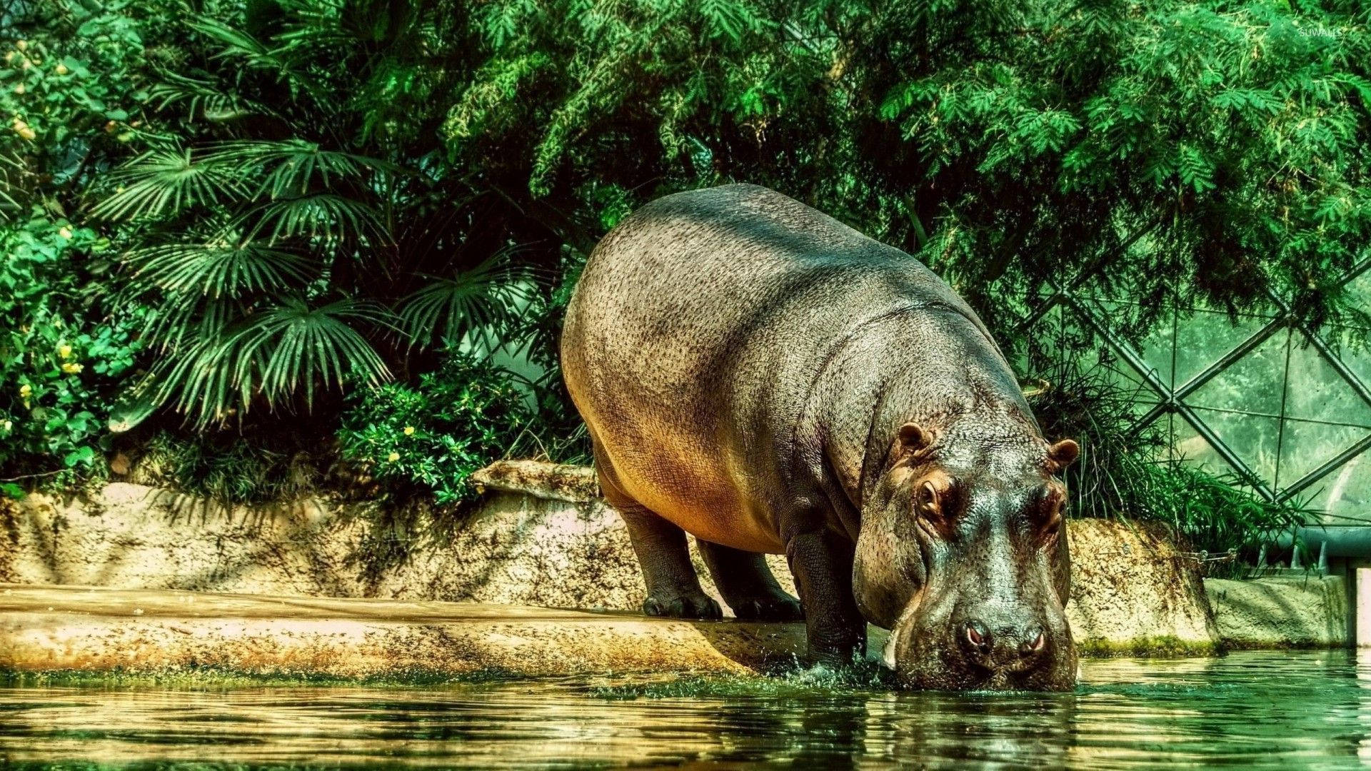 hippopotamus, water pool, lush green enclosure, Full HD Desktop Wallpaper