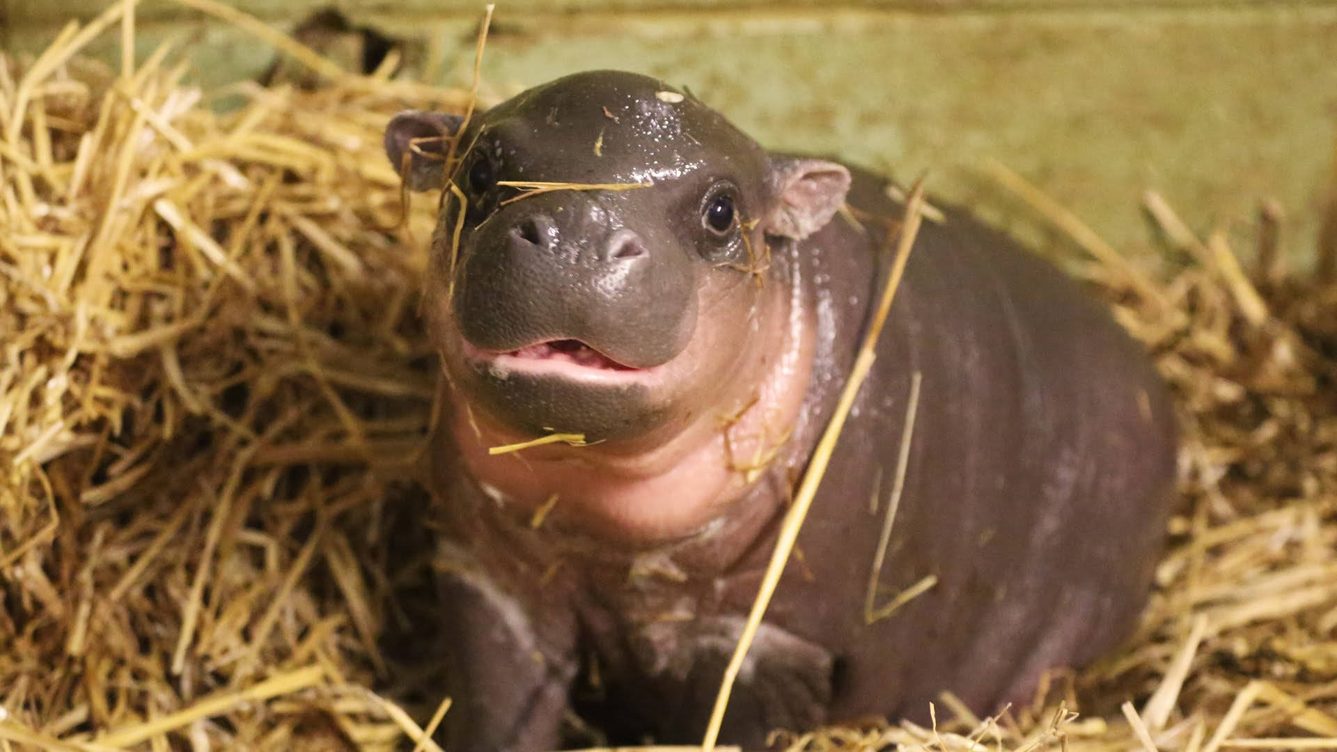 baby hippopotamus, wet skin, straw, Full HD Desktop Wallpaper