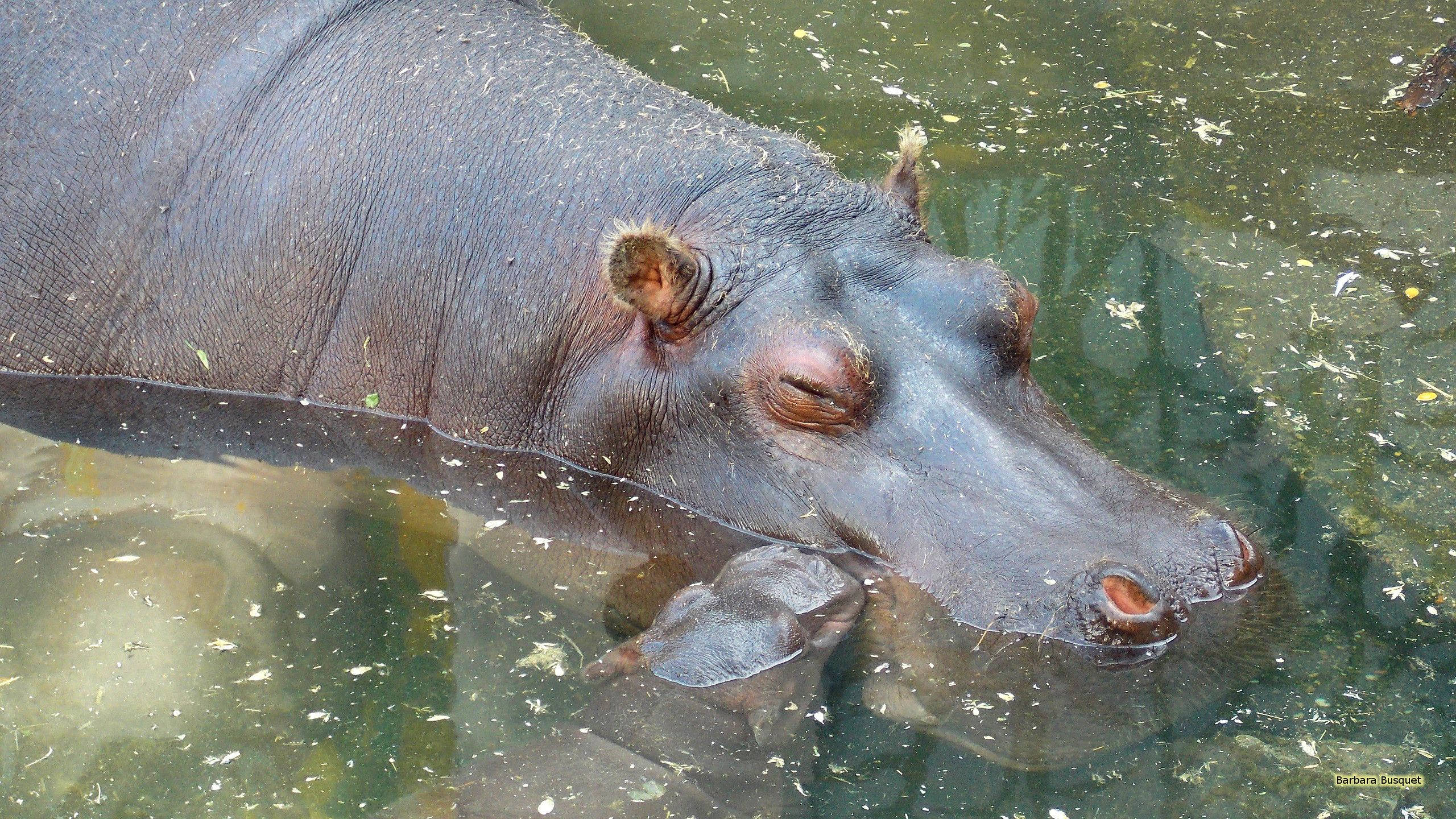 hippopotamus, murky green water, eyes closed, 2K Desktop Wallpaper