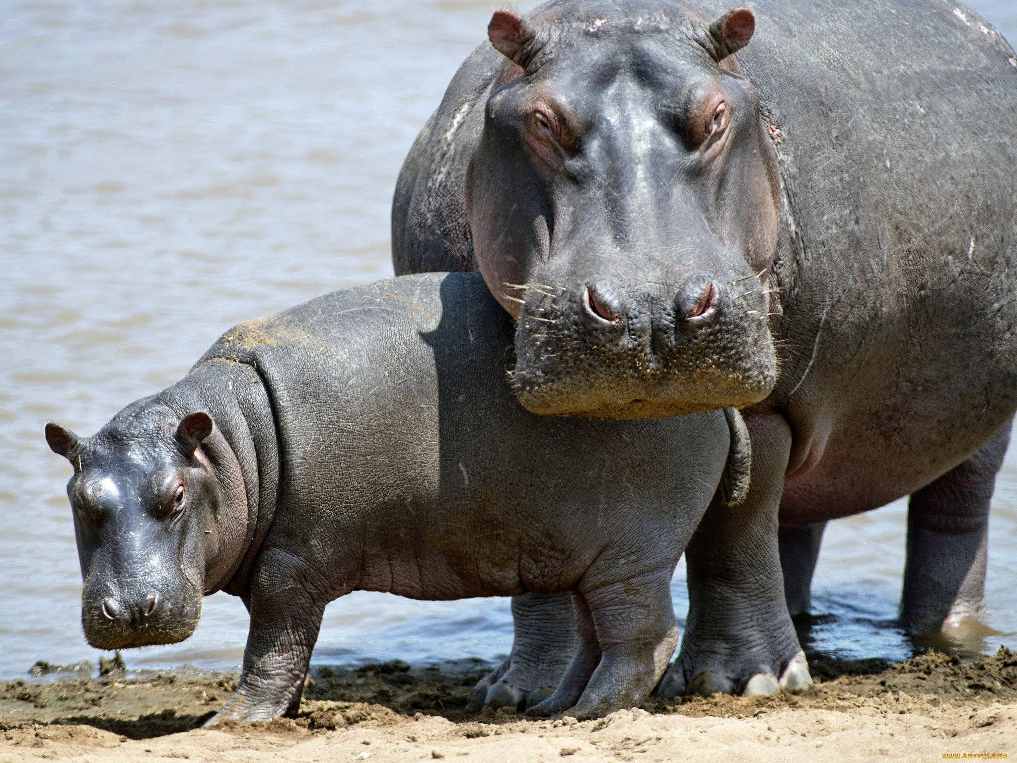 mother hippopotamus, baby hippopotamus, water's edge, Full HD Desktop Wallpaper