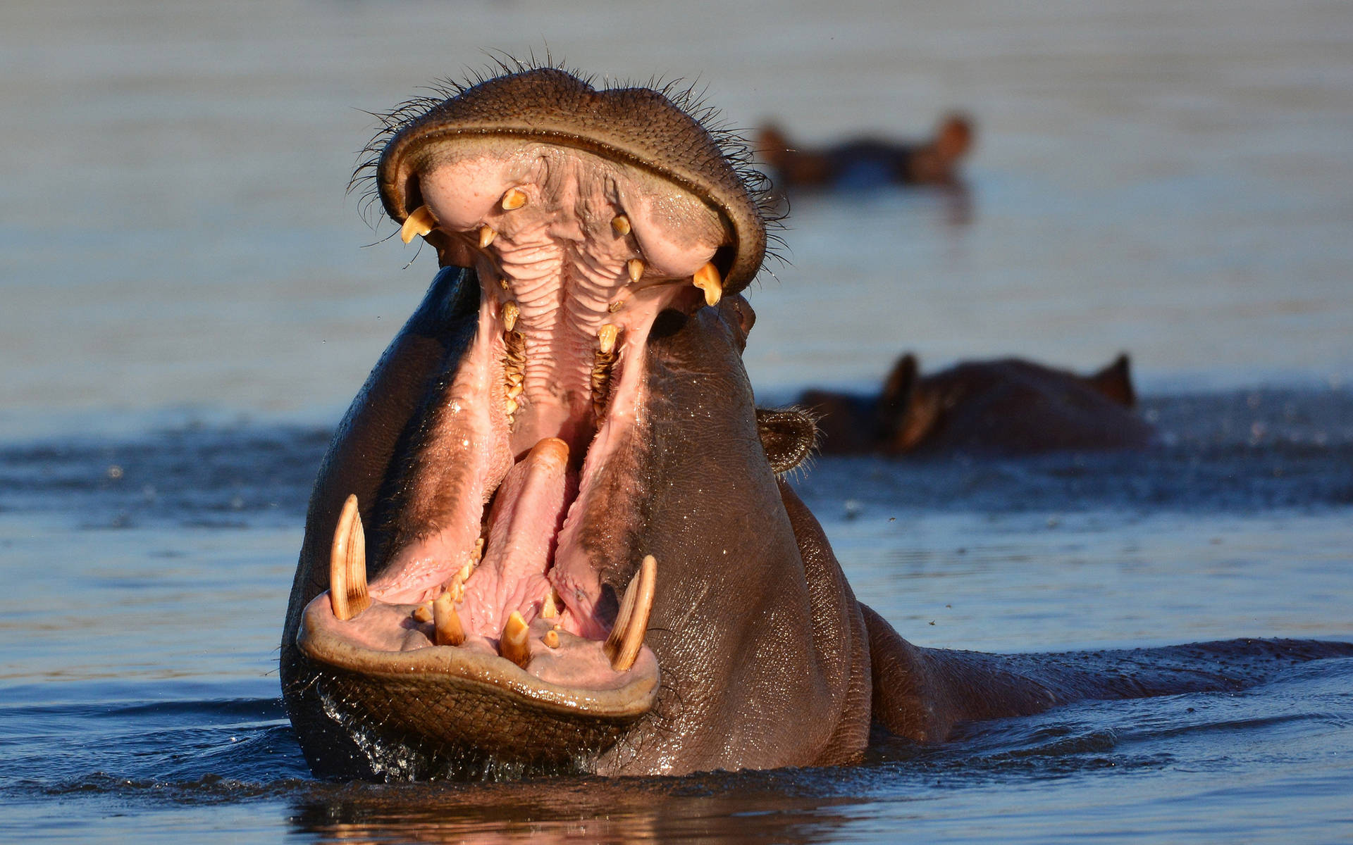 hippopotamus, massive, mouth wide open, Full HD Desktop Wallpaper
