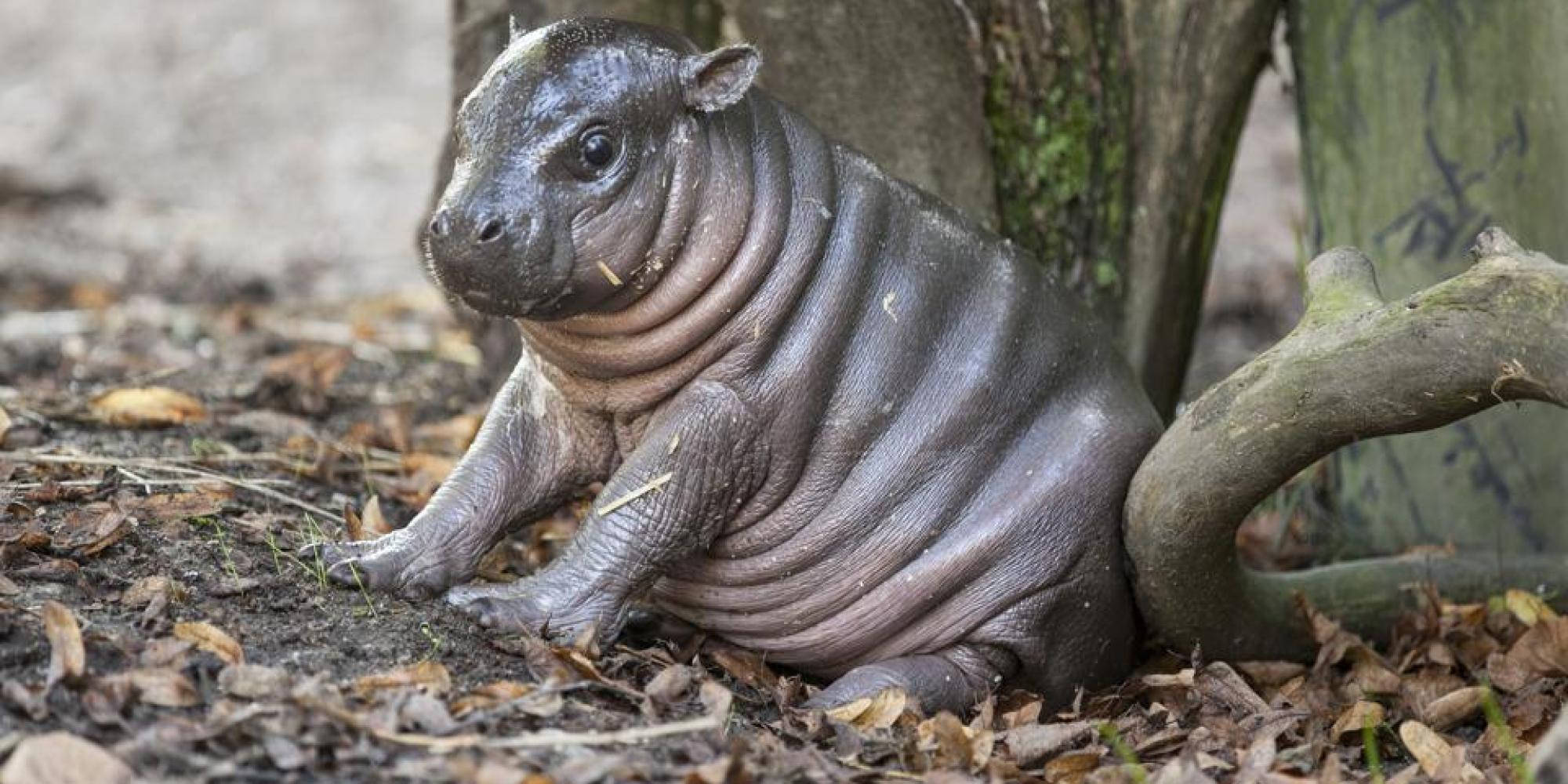 pygmy hippopotamus, dried leaves, leafy ground, Full HD Desktop Wallpaper
