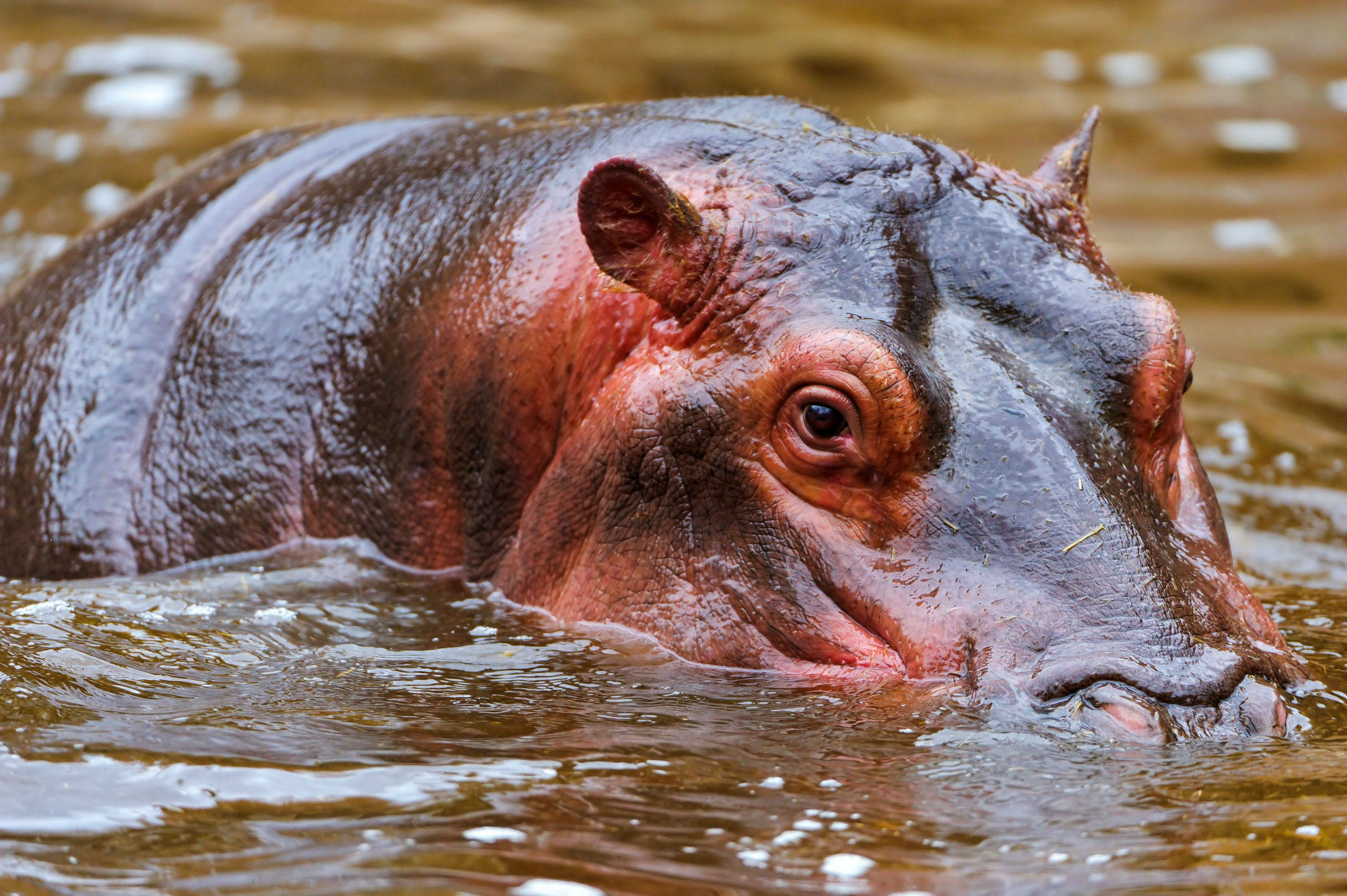 hippopotamus, shiny skin, wet, 2K Desktop Wallpaper