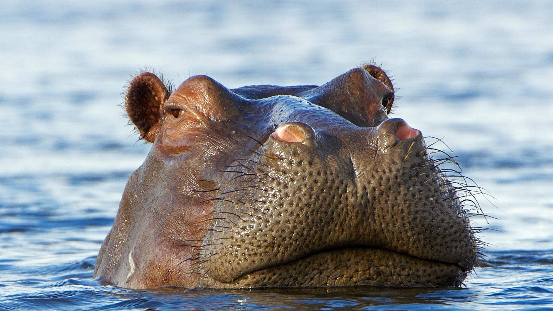 hippopotamus, droopy eyes, textured skin, Full HD Desktop Wallpaper