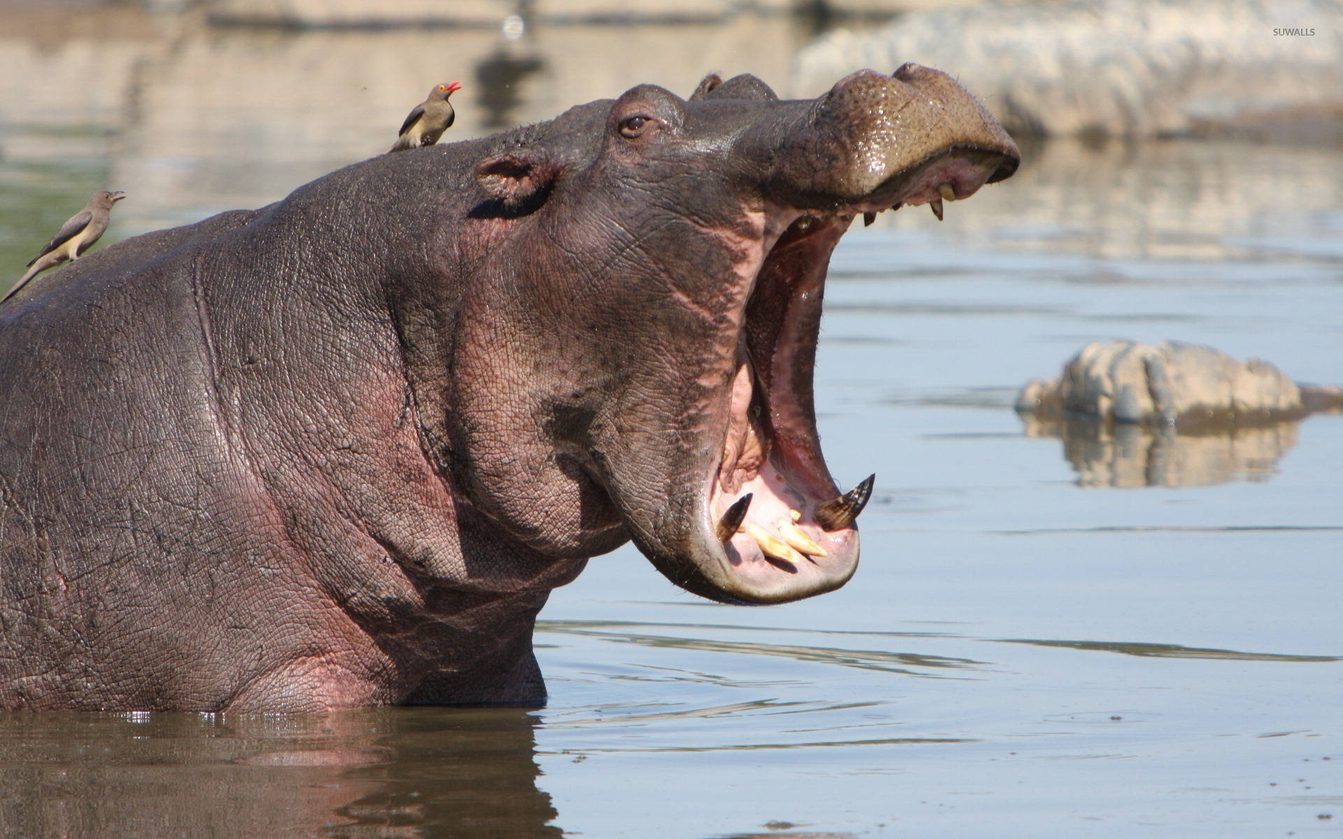 hippopotamus, two birds, water, Full HD Desktop Wallpaper