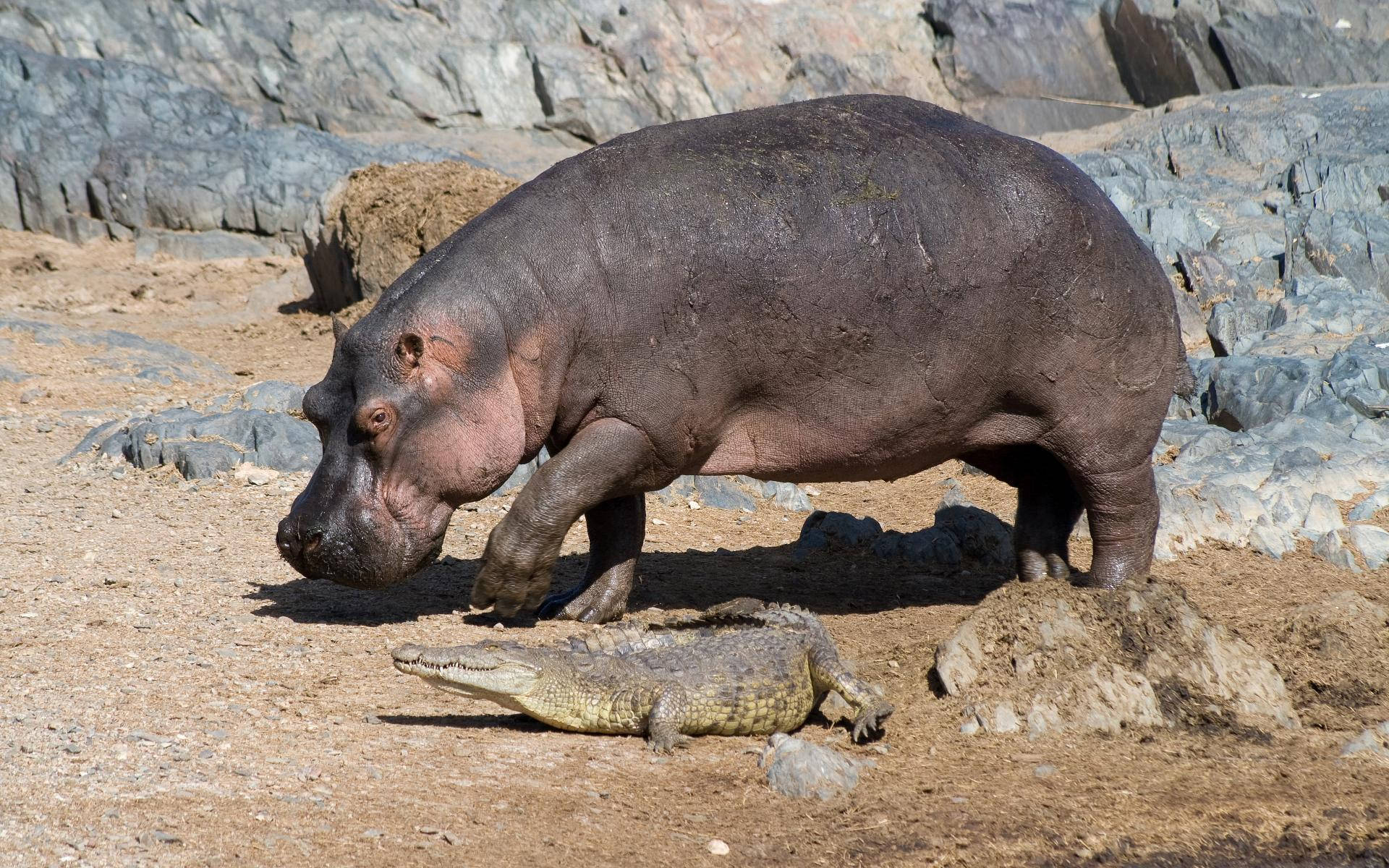 hippopotamus, crocodile, sunbaked earth, Full HD Desktop Wallpaper
