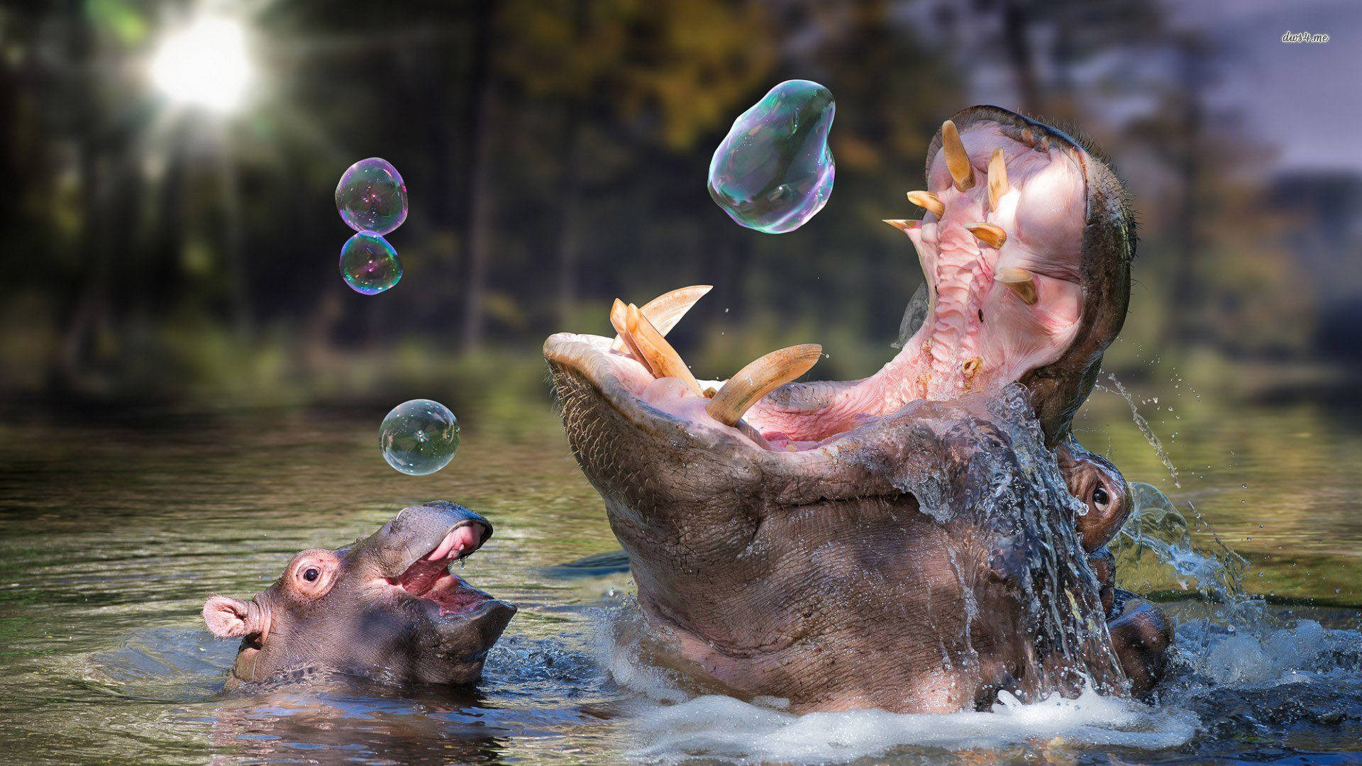 playful hippopotamus, bubbles, water, Full HD Desktop Wallpaper