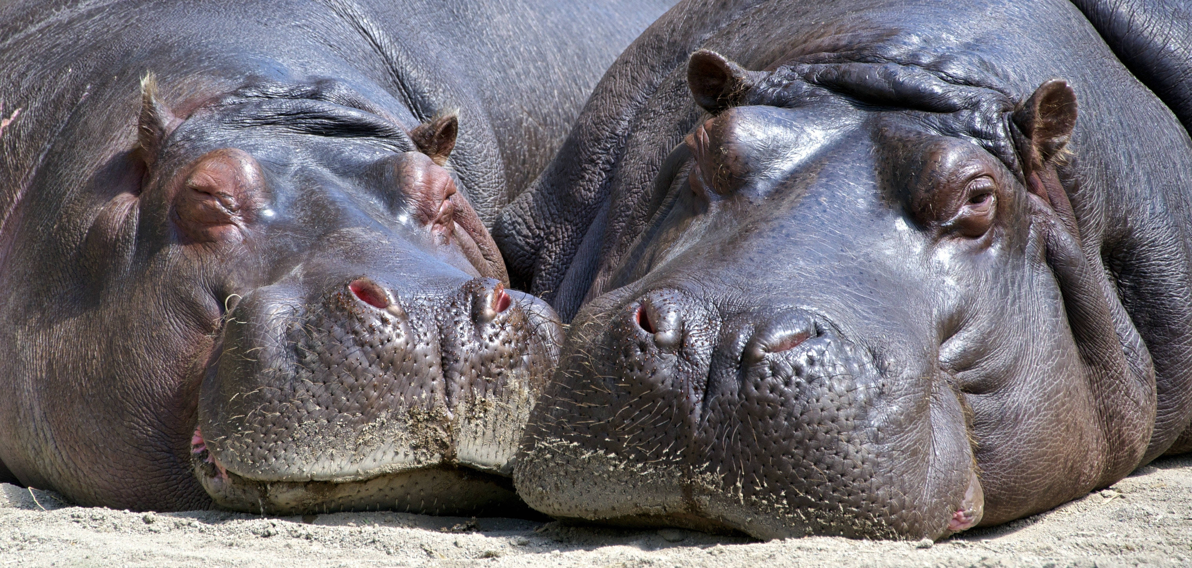 hippopotamus, sun-warmed sand, wrinkled gray skin, 4K Desktop Wallpaper