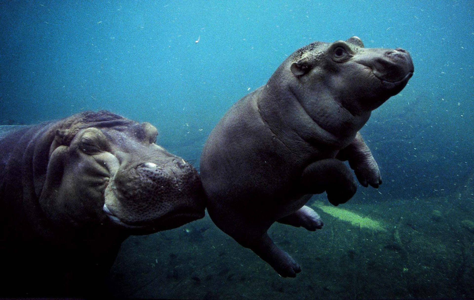 splendid hippopotamus, calm waters, murky blue water, Full HD Desktop Wallpaper