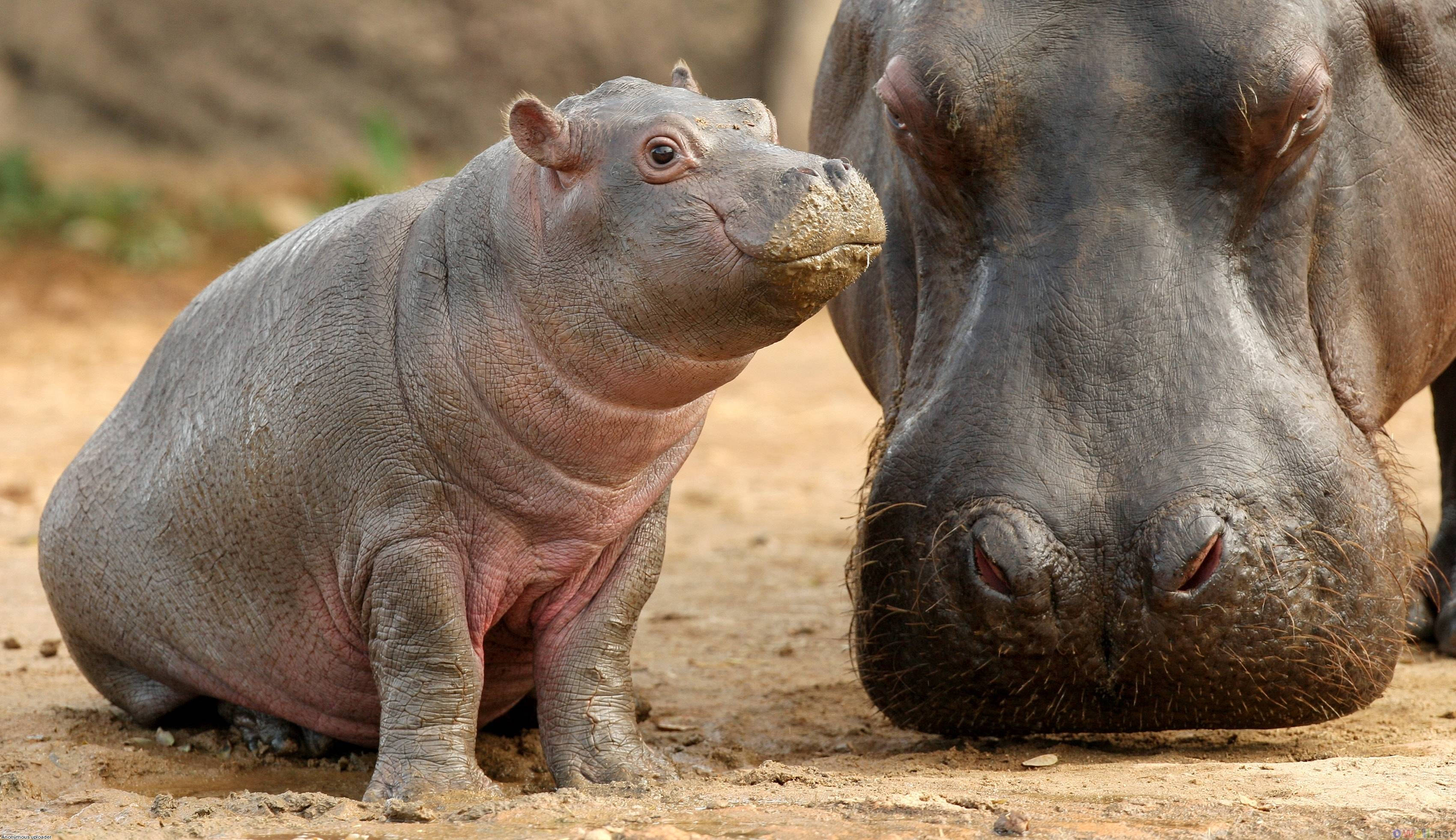 newborn hippopotamus, mother, dry earth, 2K Desktop Wallpaper