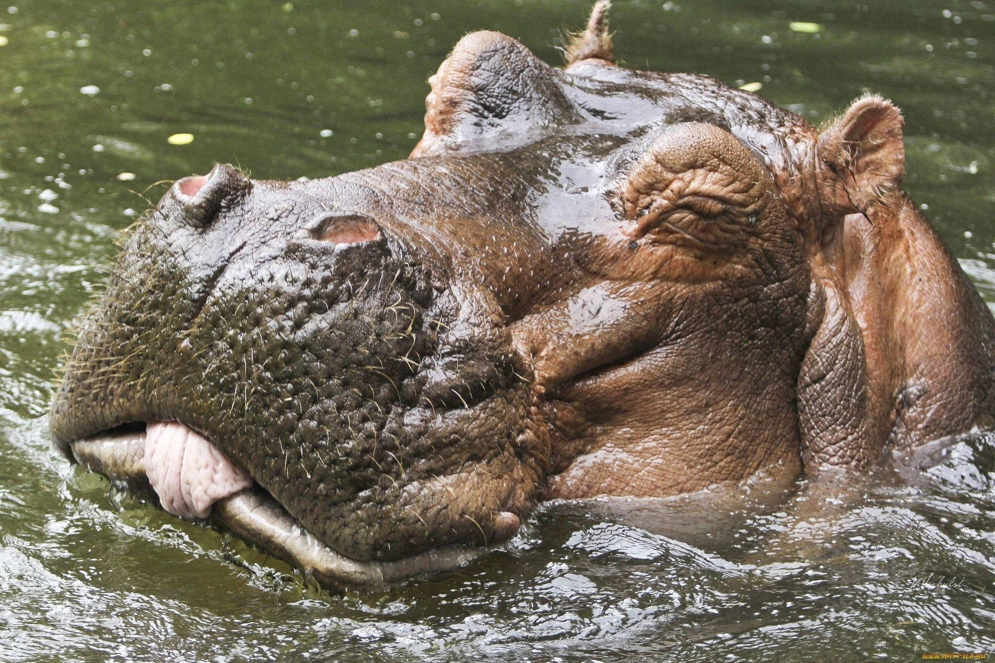 hippopotamus, murky green water, pink gums, Full HD Desktop Wallpaper