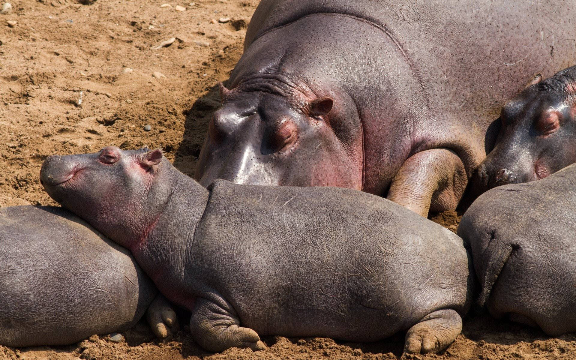 hippopotamus, young herd, mother hippopotamus, Full HD Desktop Wallpaper