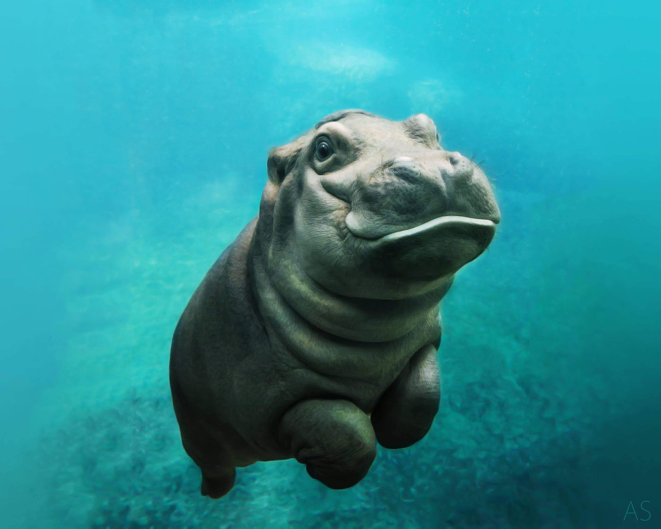 adorable baby hippopotamus, clear turquoise water, gentle smile, 2K Desktop Wallpaper