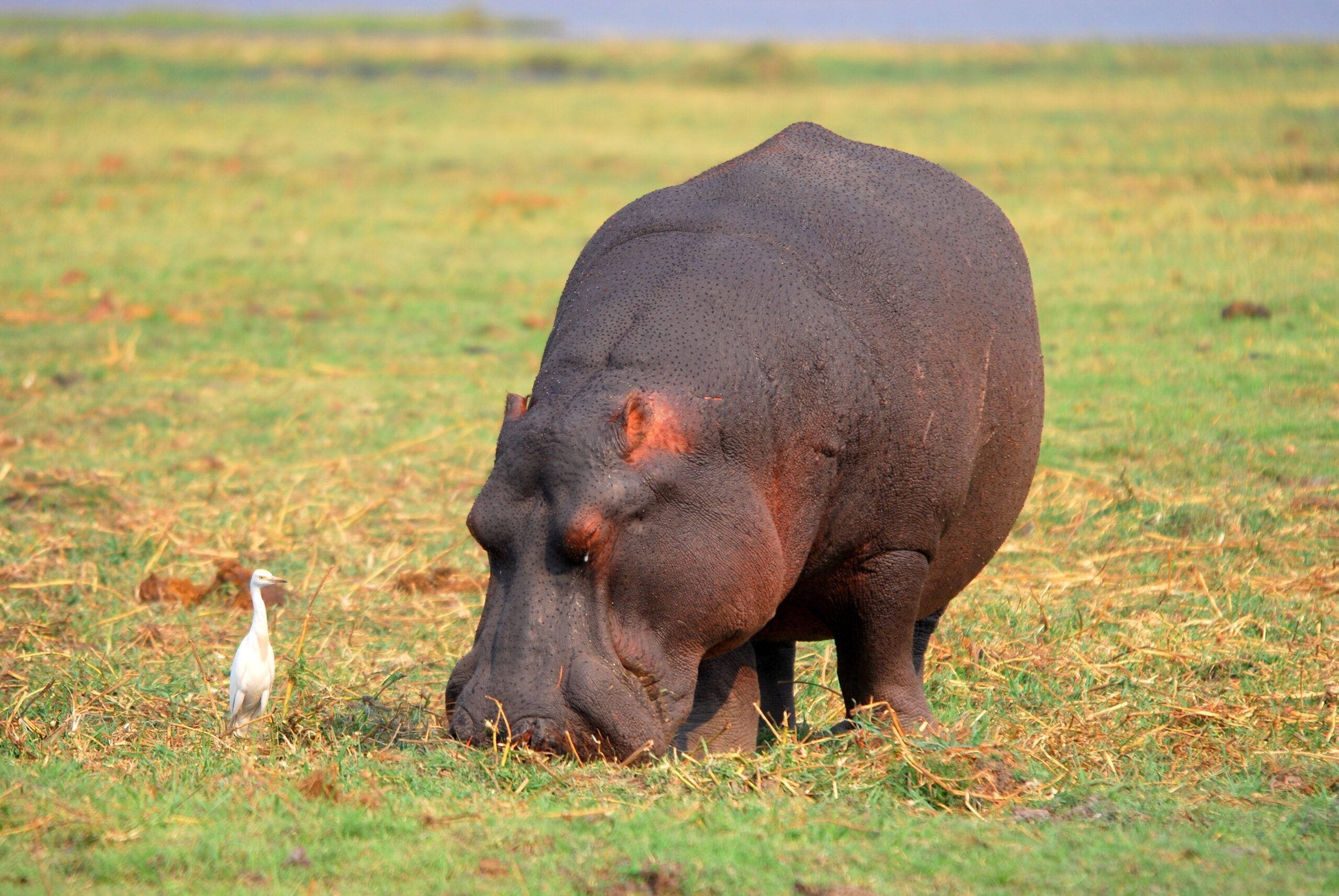 hippopotamus, grazing, grassy plain, 2K Desktop Wallpaper