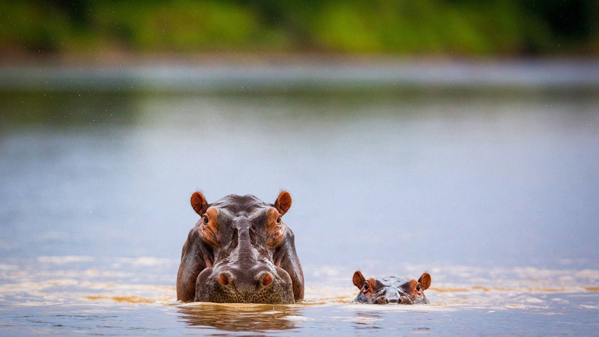 hippopotamus, mother, baby, Full HD Desktop Wallpaper