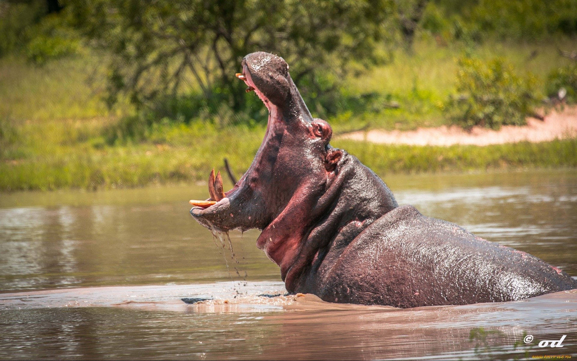 hippopotamus, wet gray skin, yawns widely, Full HD Desktop Wallpaper