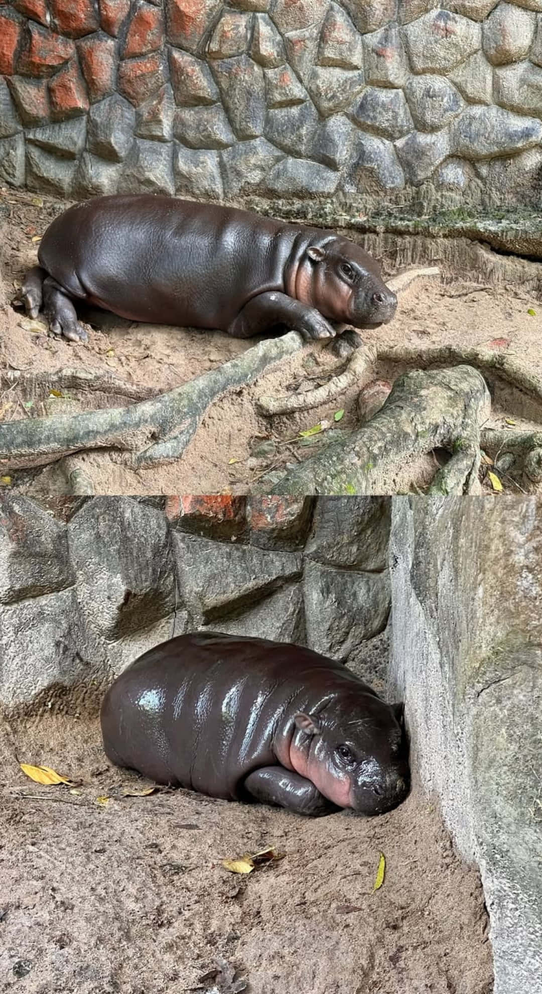 baby hippopotamus, sandy ground, tree roots, Full HD Phone Wallpaper