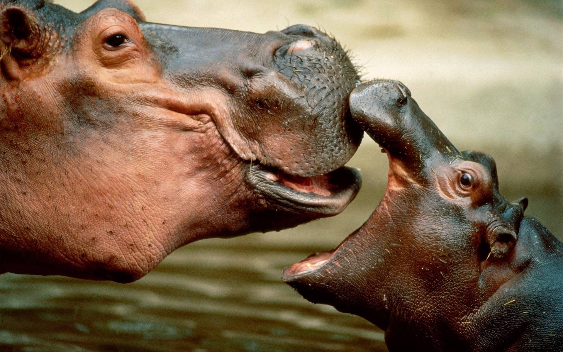 hippopotamus, baby hippo, water, Full HD Desktop Wallpaper