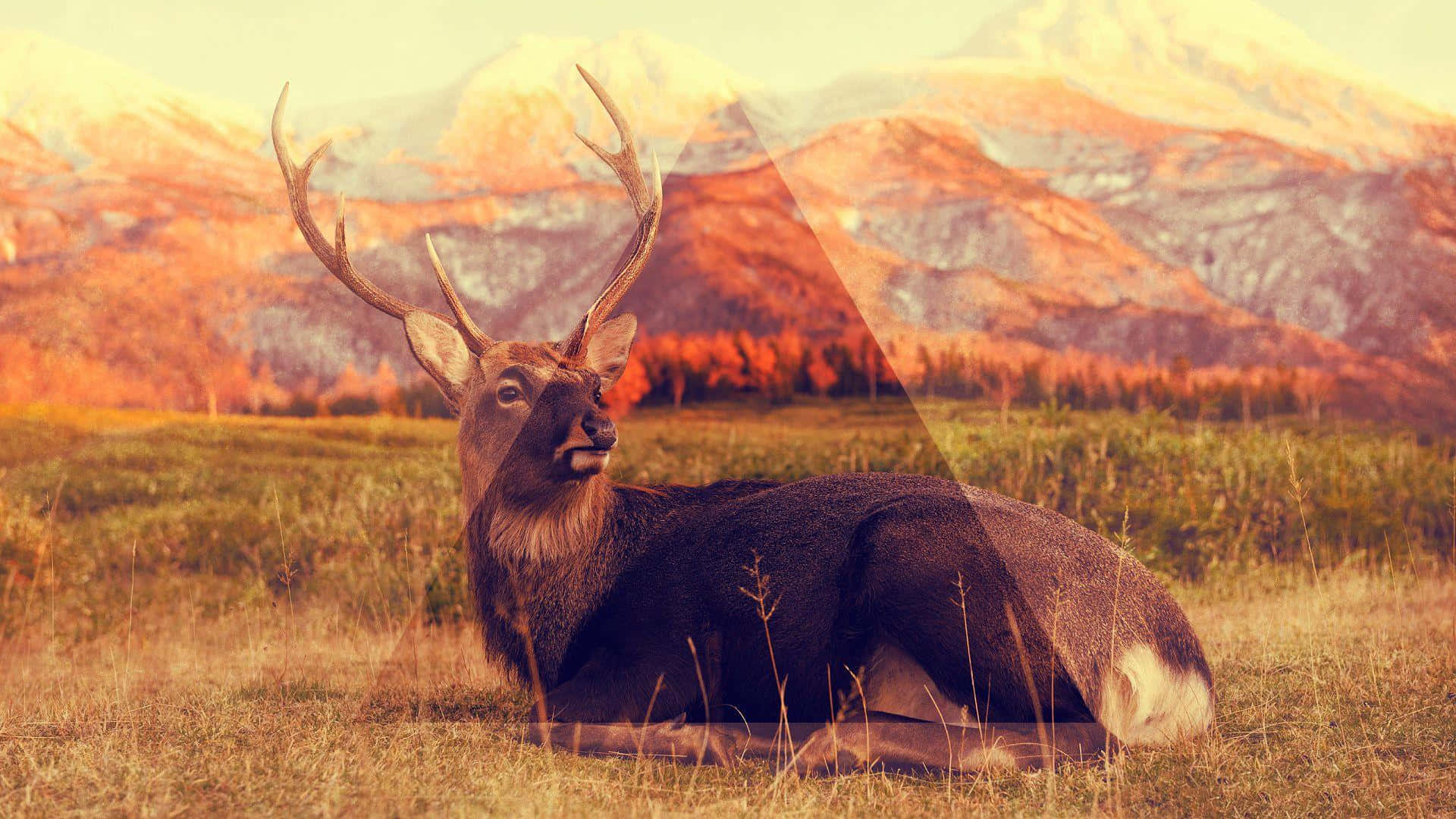Hipster Deer Desktop, golden field, fiery orange mountains, Full HD Desktop Wallpaper