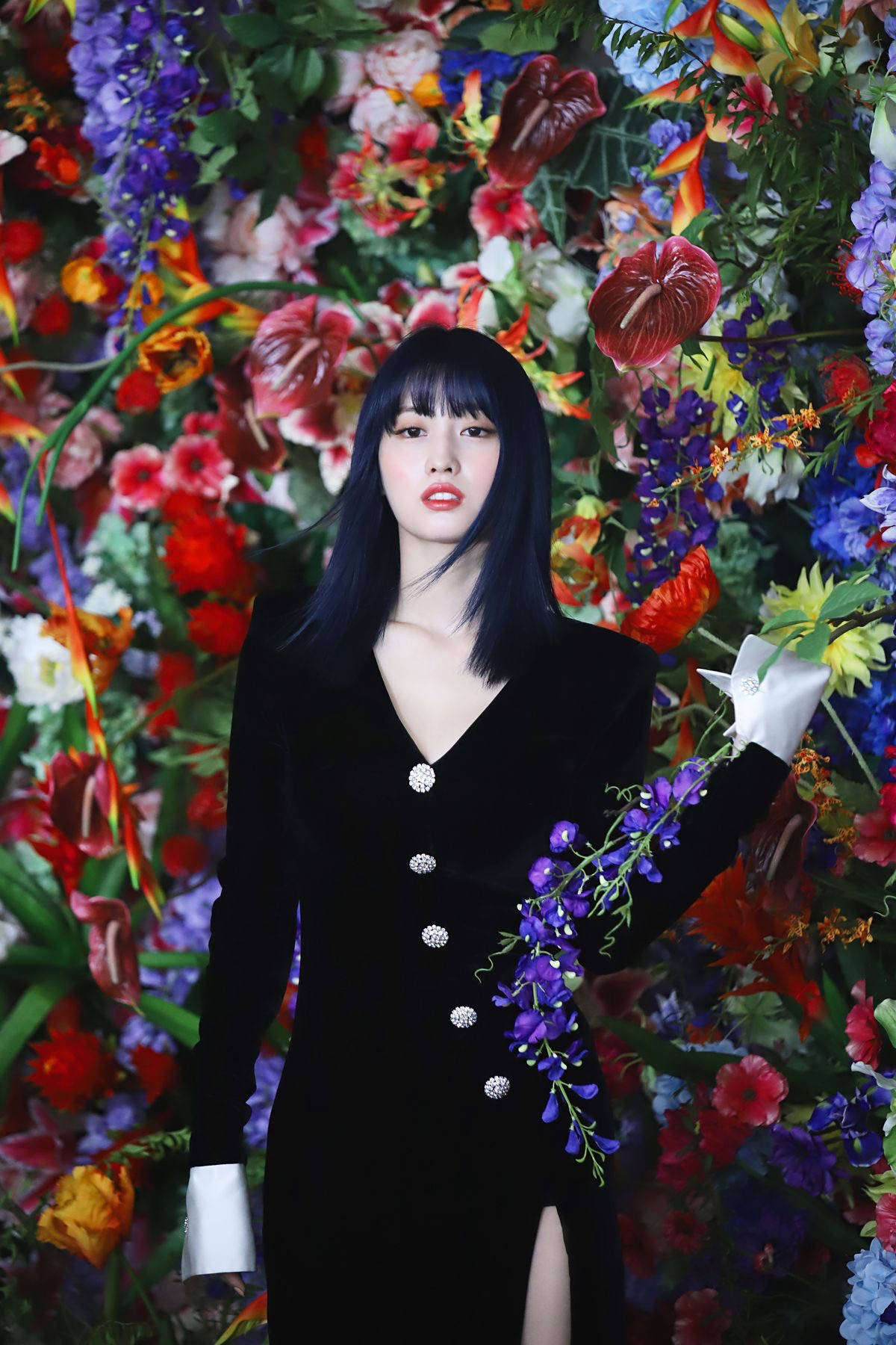 Hirai Momo, black velvet dress, vibrant wall of multicolored flowers, HD Phone Wallpaper