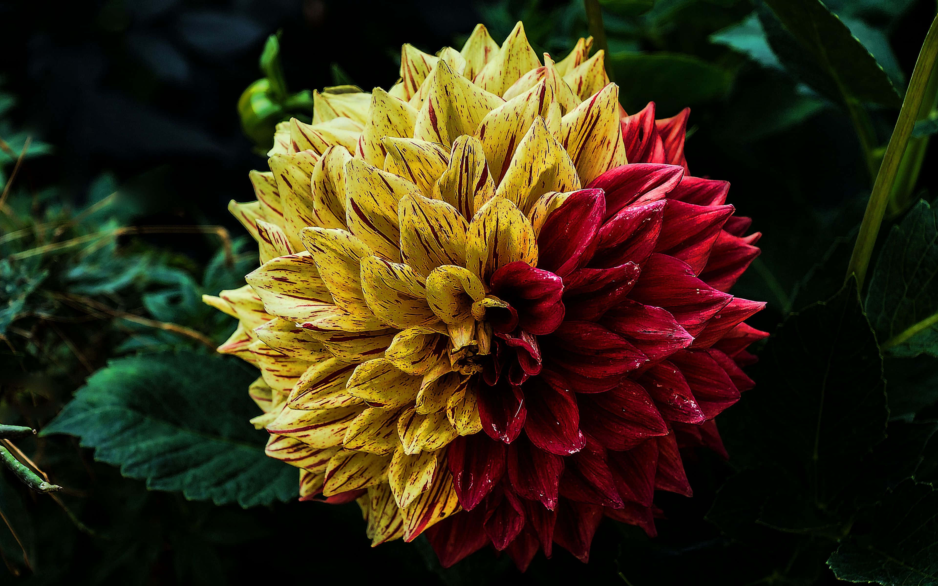 Hispanic, dahlia, yellow petals, 4K Desktop Wallpaper