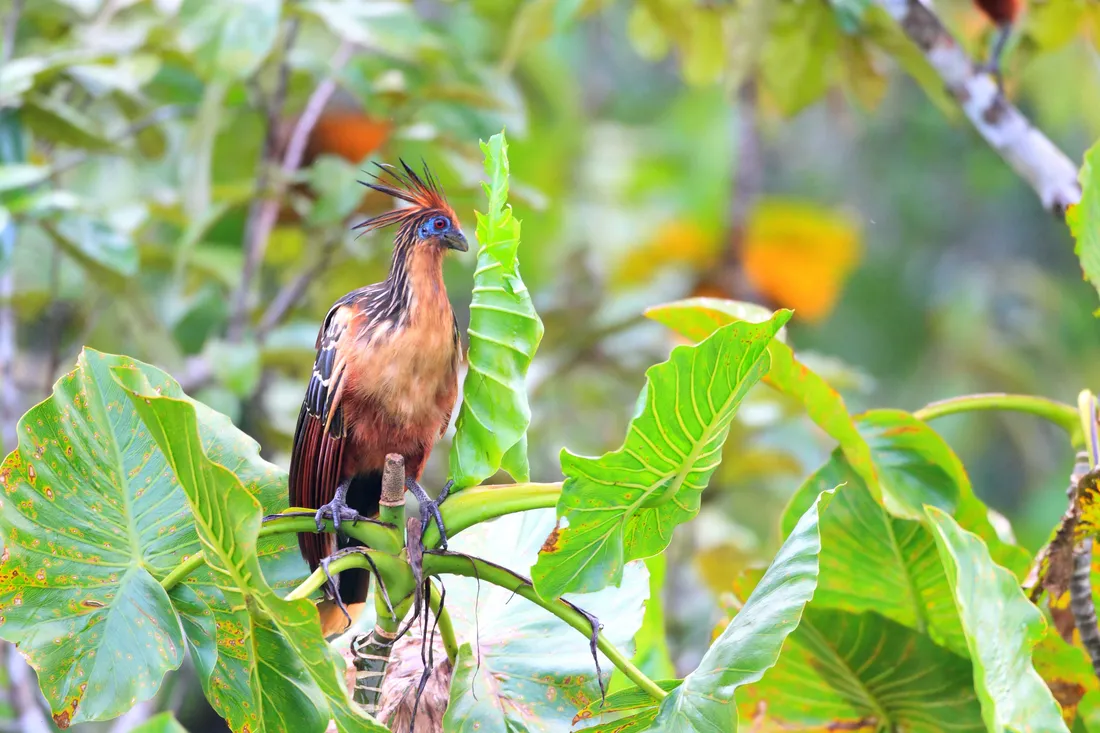 Hoatzin