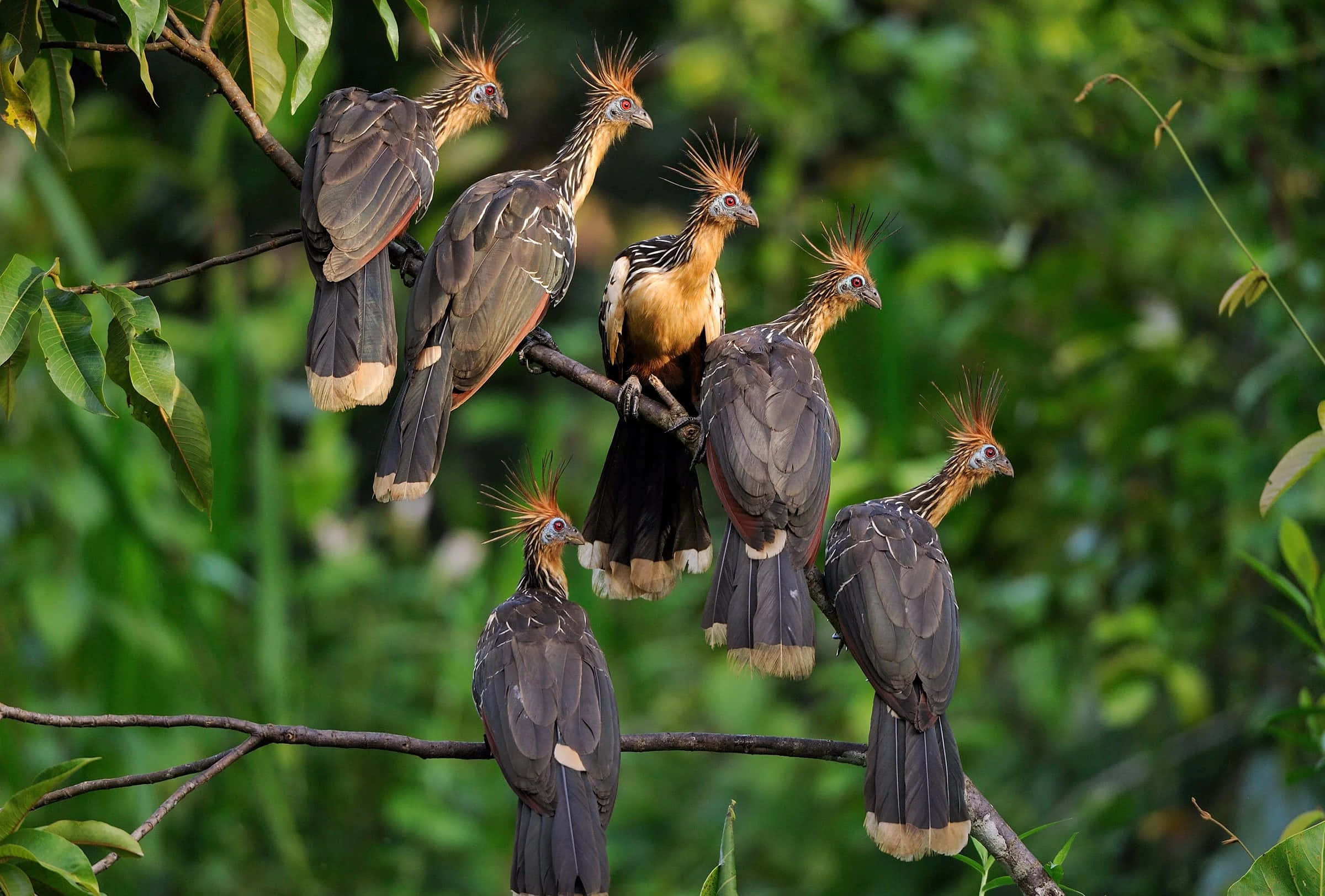 Hoatzin, crested birds, spiky orange crests, Full HD Desktop Wallpaper