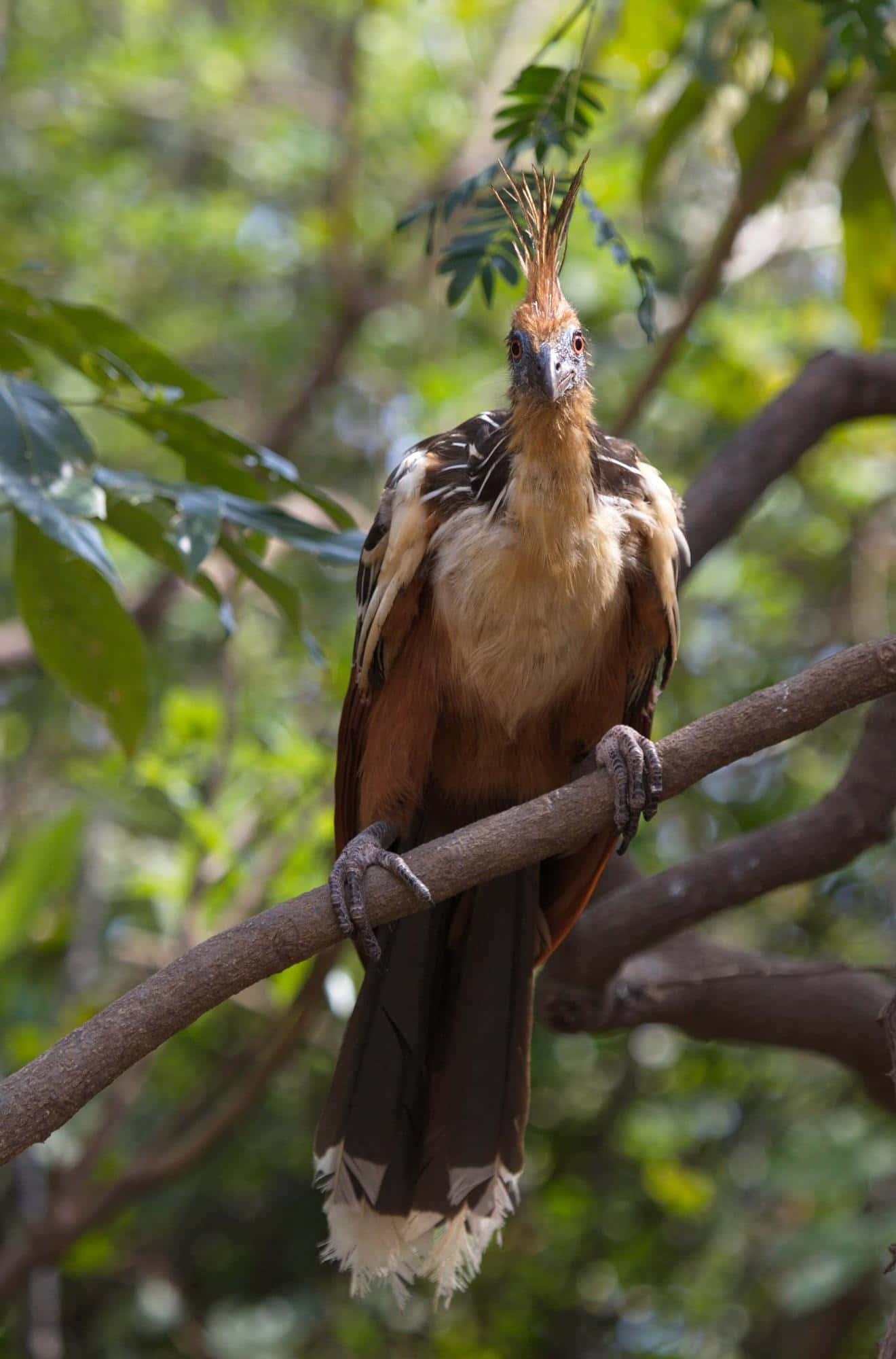 Hoatzin, crested bird, brown and white feathers, Full HD Phone Wallpaper