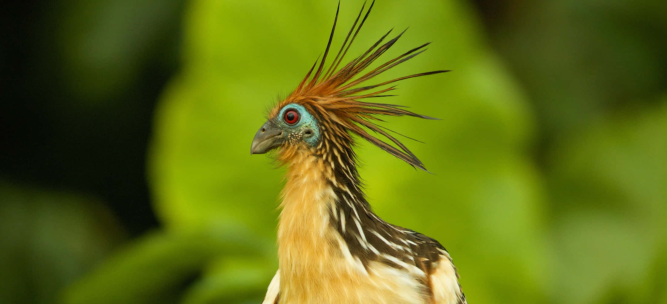 Hoatzin, crested bird, spiky orange-brown feathers, Full HD Desktop Wallpaper