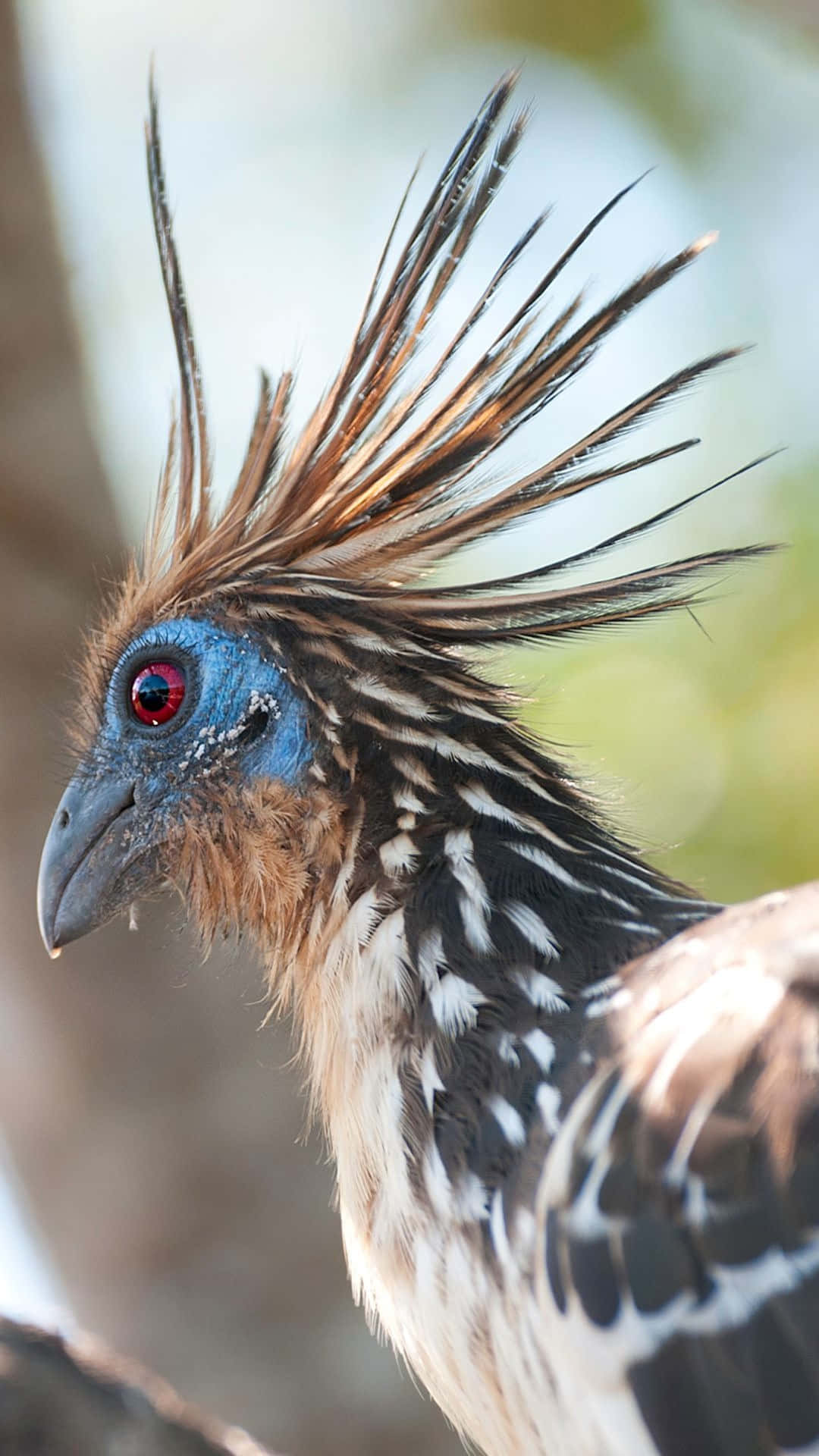 Hoatzin, crested bird, blue skin, Full HD Phone Wallpaper