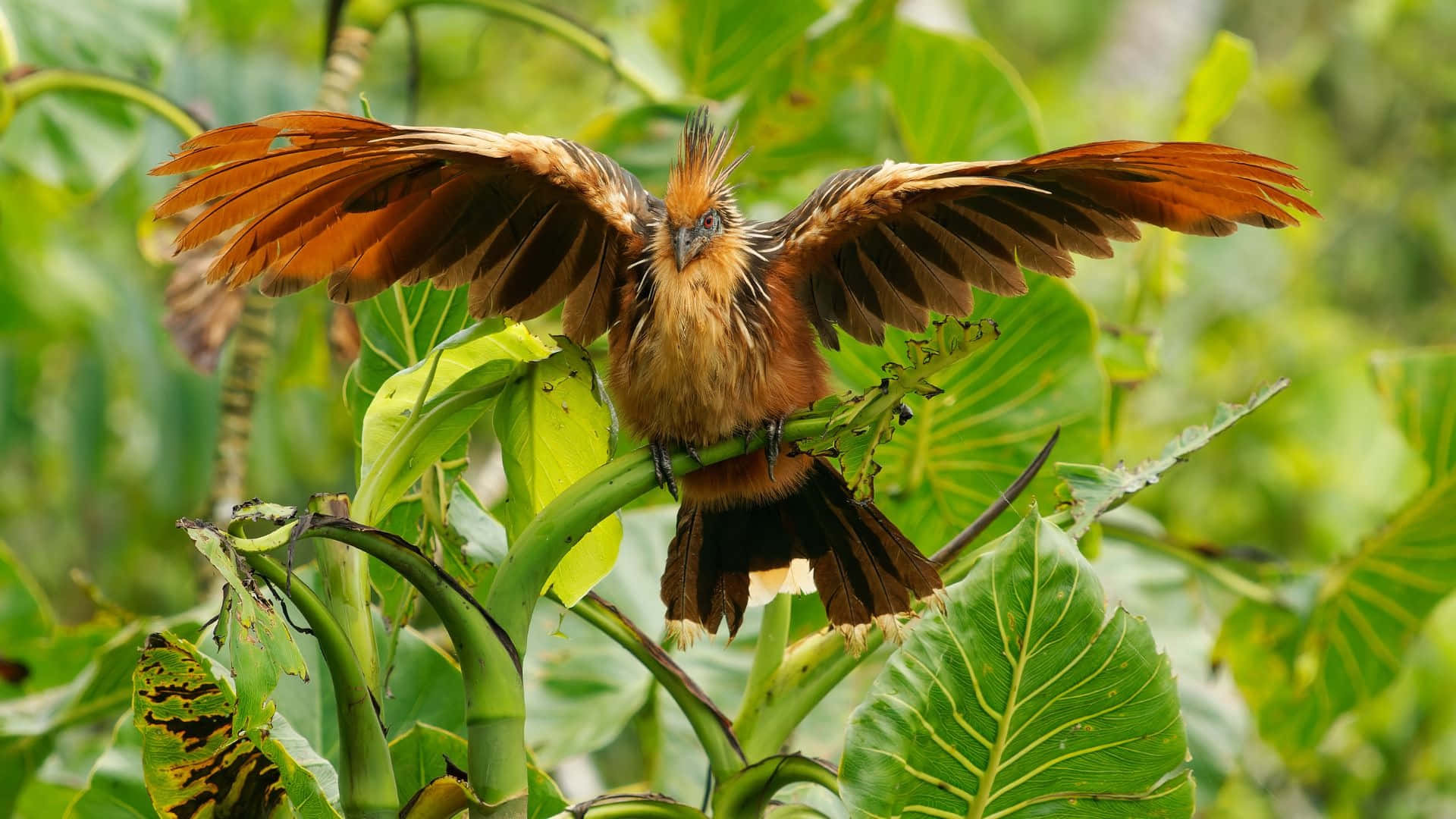 Hoatzin, brown bird, spread wings, Full HD Desktop Wallpaper