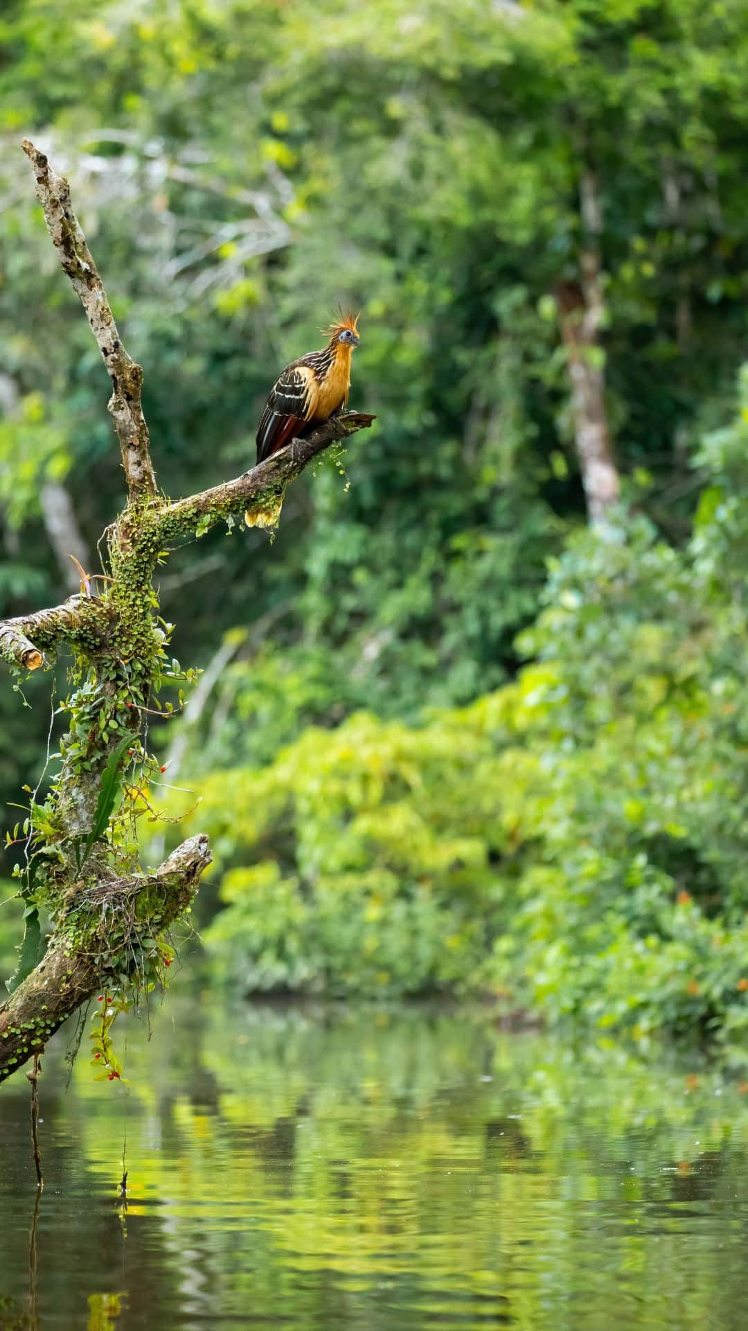 hoatzin, mossy branch, calm jungle waters, Full HD Phone Wallpaper