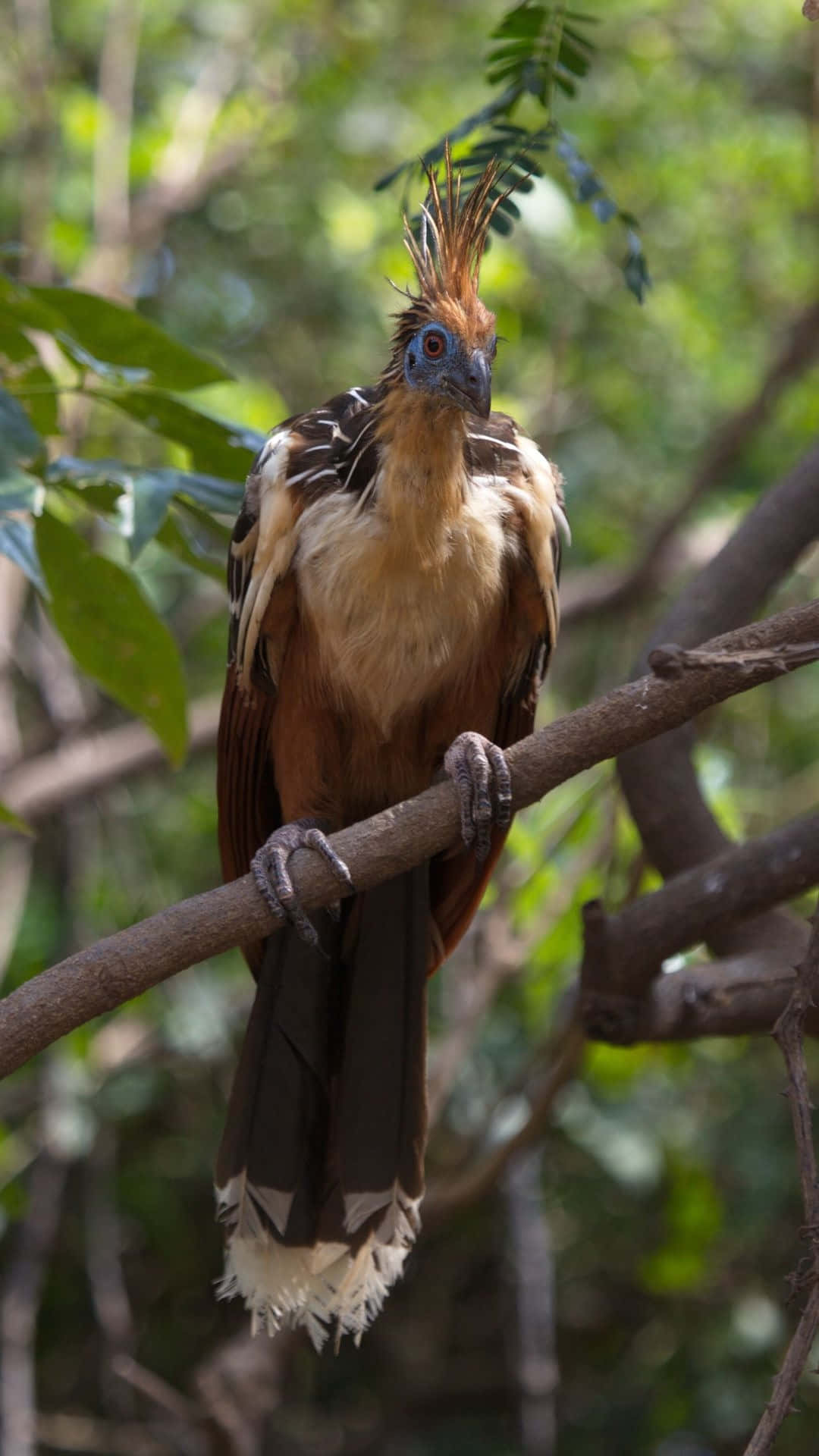 Hoatzin, crested bird, brown and white feathers, Full HD Phone Wallpaper