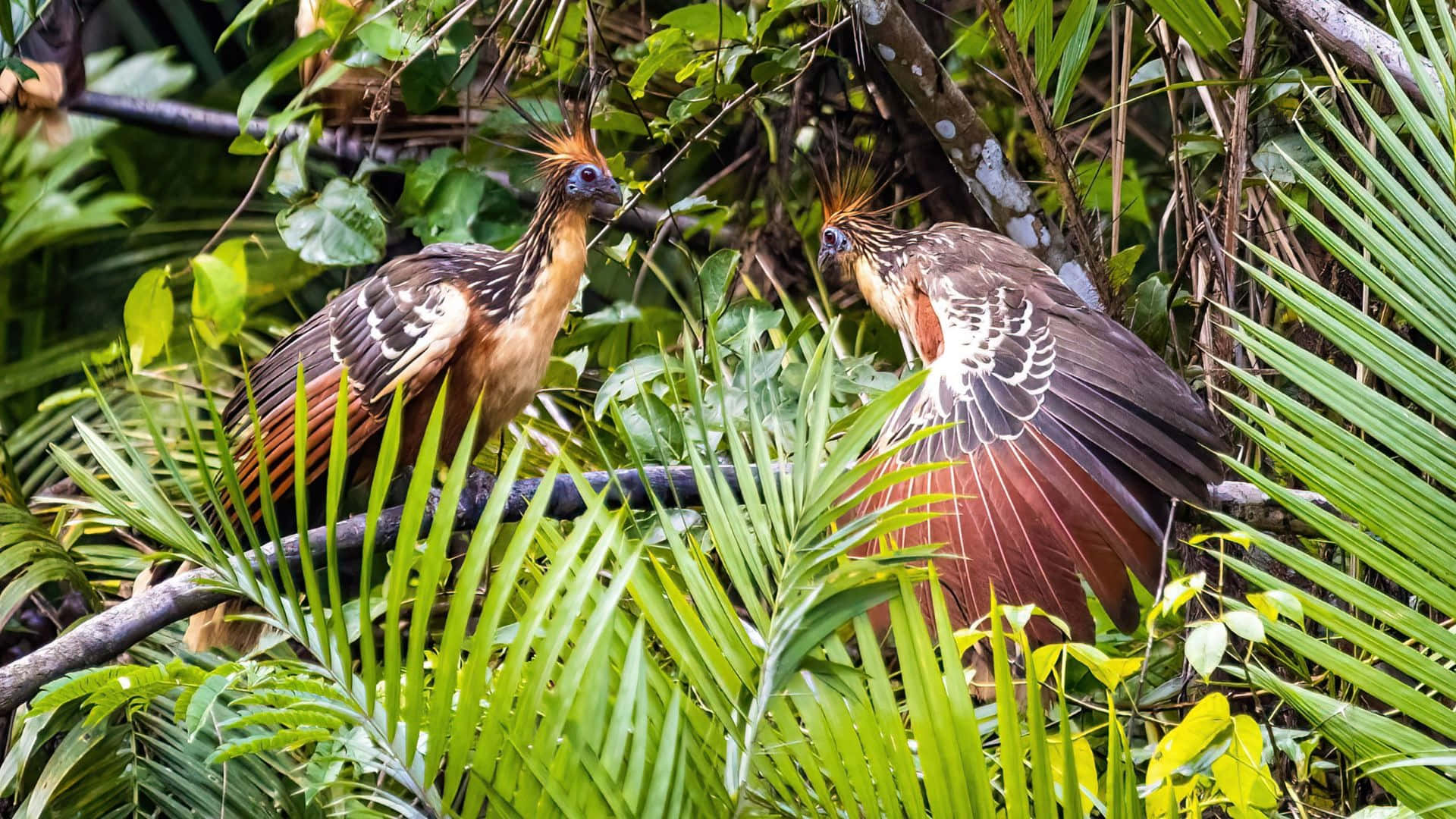 Hoatzin, rainforest habitat, crested birds, Full HD Desktop Wallpaper