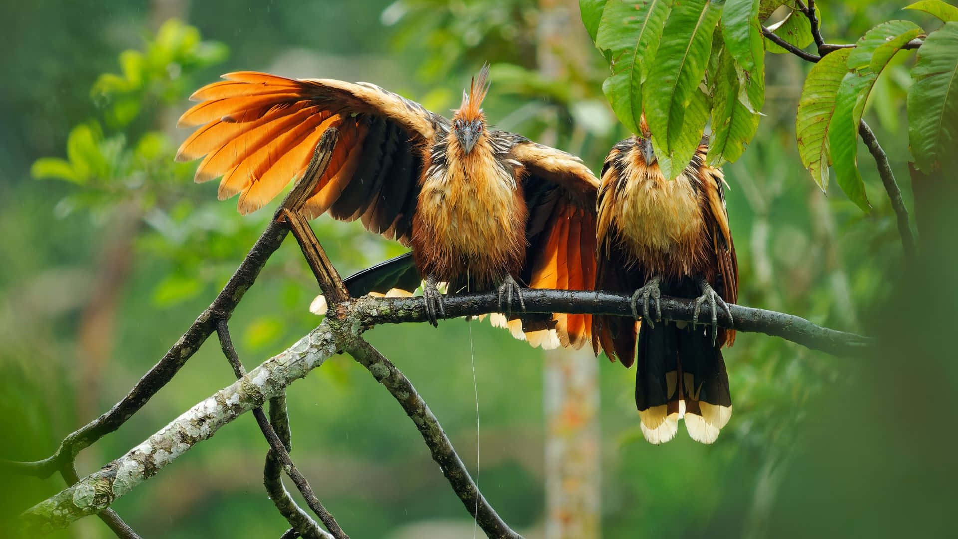 Hoatzin, orange and black, fanned tails, Full HD Desktop Wallpaper