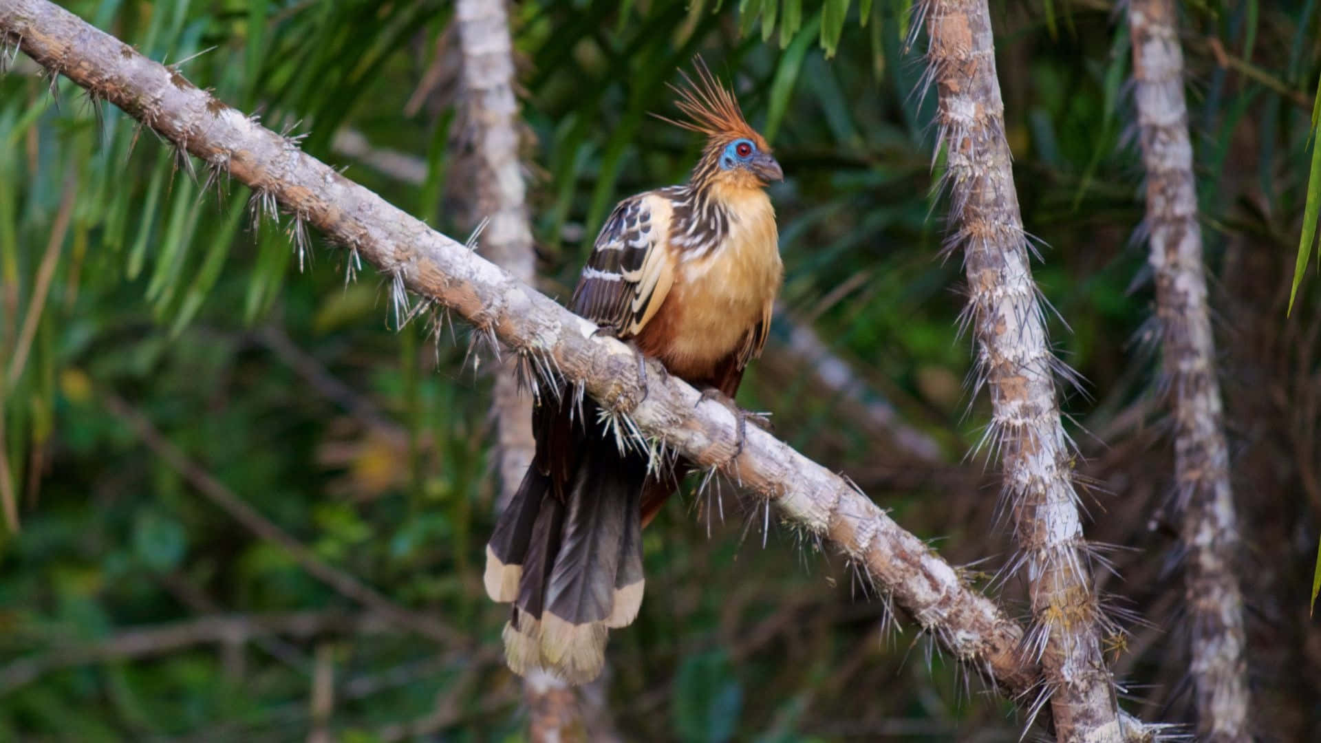 Hoatzin, crested bird, blue facial skin, Full HD Desktop Wallpaper