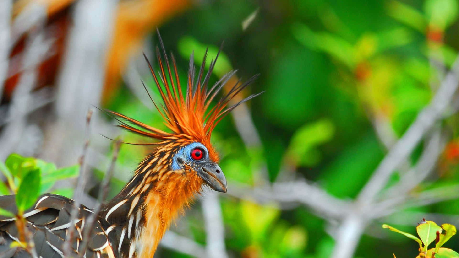 hoatzin, fiery orange plumage, vivid red eye, Full HD Desktop Wallpaper