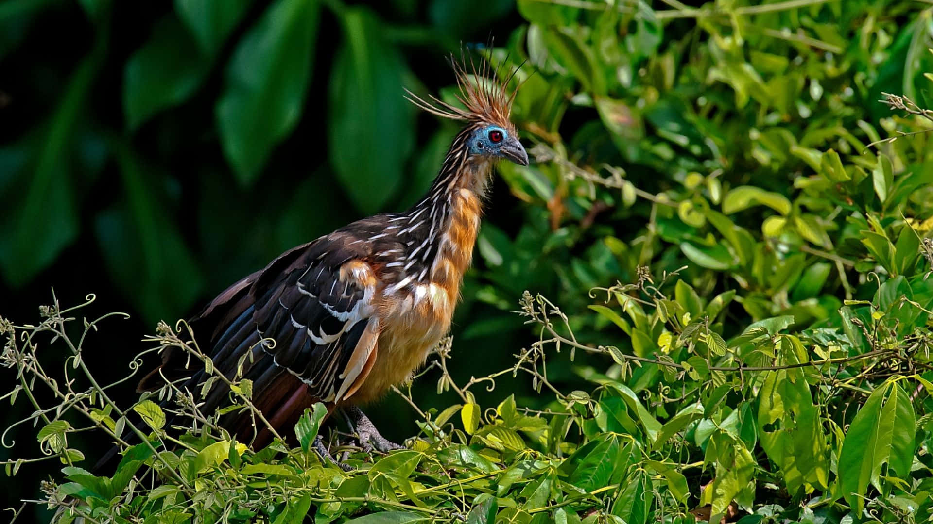 Hoatzin, crested bird, blue facial skin, Full HD Desktop Wallpaper