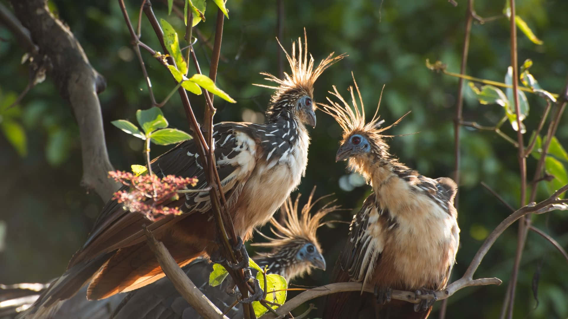 Hoatzin, crested birds, spiky head feathers, Full HD Desktop Wallpaper