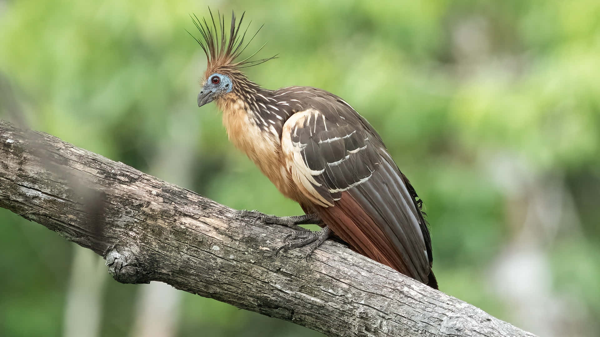 Hoatzin, crested bird, blue face, Full HD Desktop Wallpaper