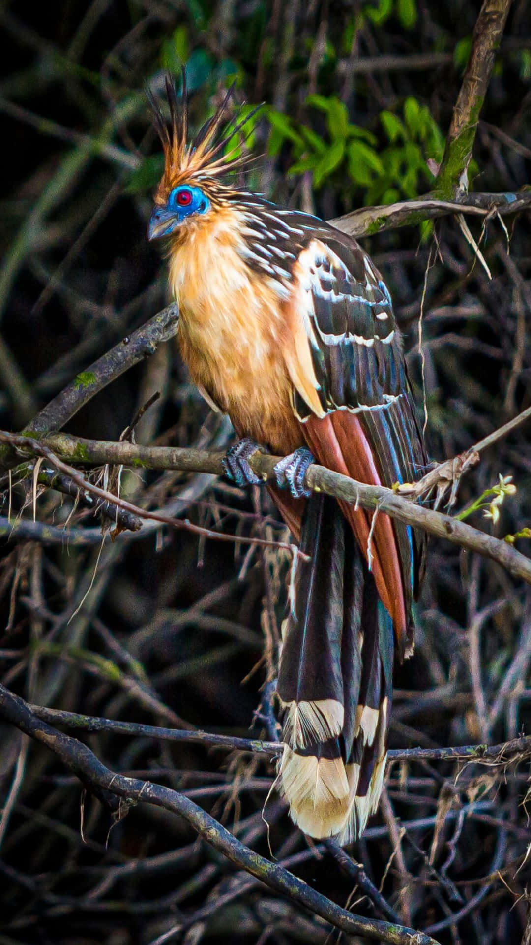 hoatzin, blue face, spiky crest, Full HD Phone Wallpaper