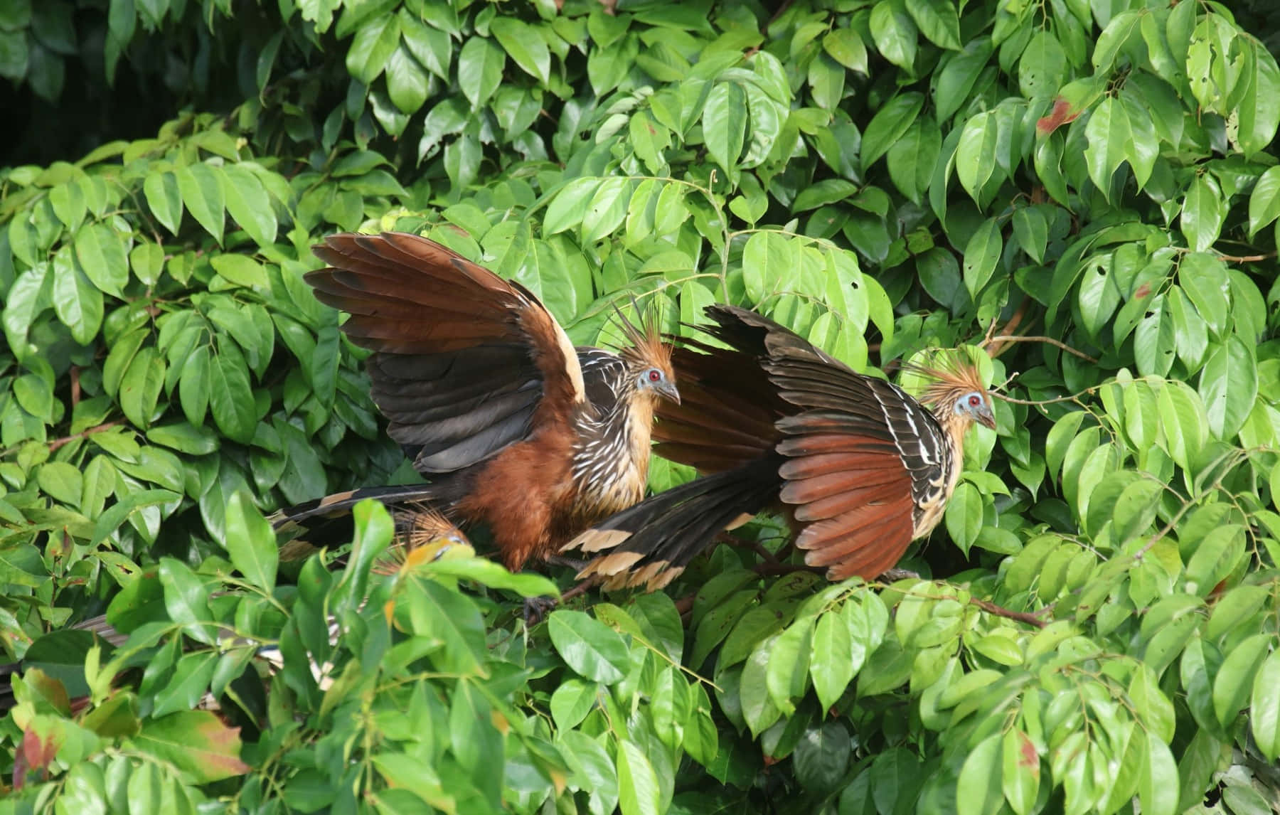 hoatzins, crested hoatzins, brown and black wings, HD Desktop Wallpaper