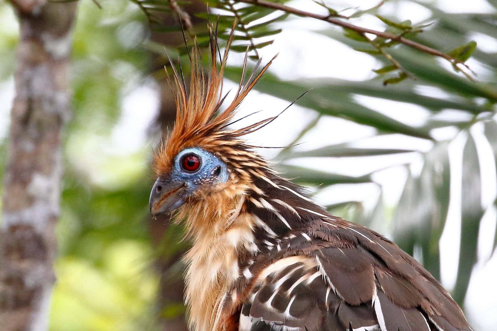 Hoatzin, crested bird, vibrant blue skin, HD Desktop Wallpaper