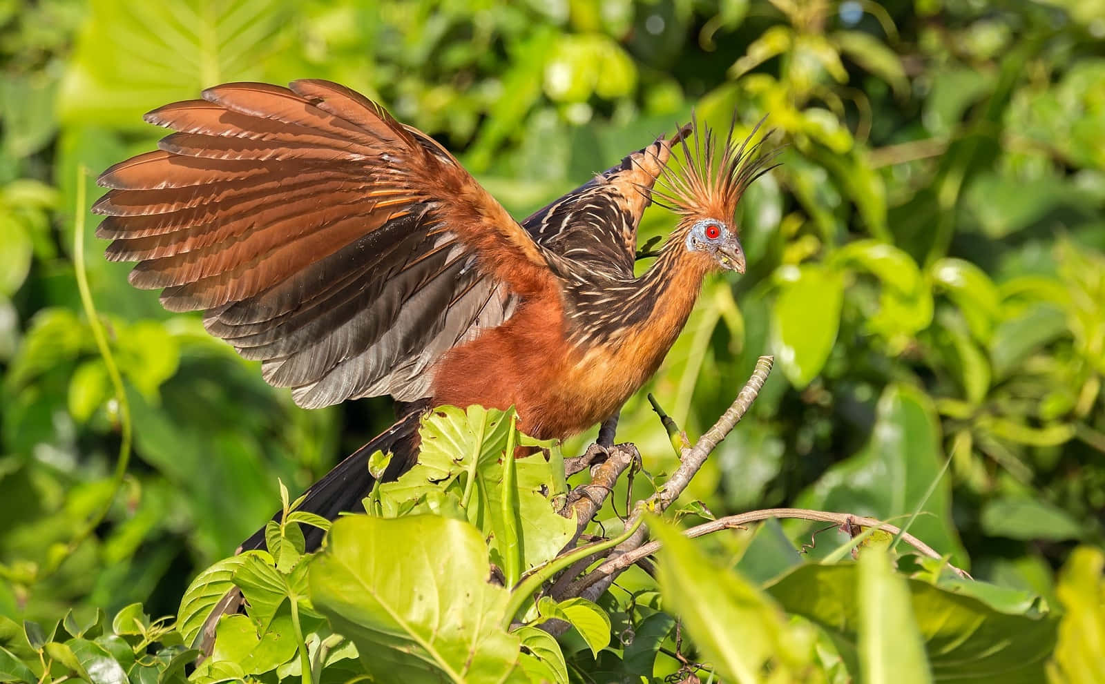 hoatzin, wings spread, lush green foliage, HD Desktop Wallpaper