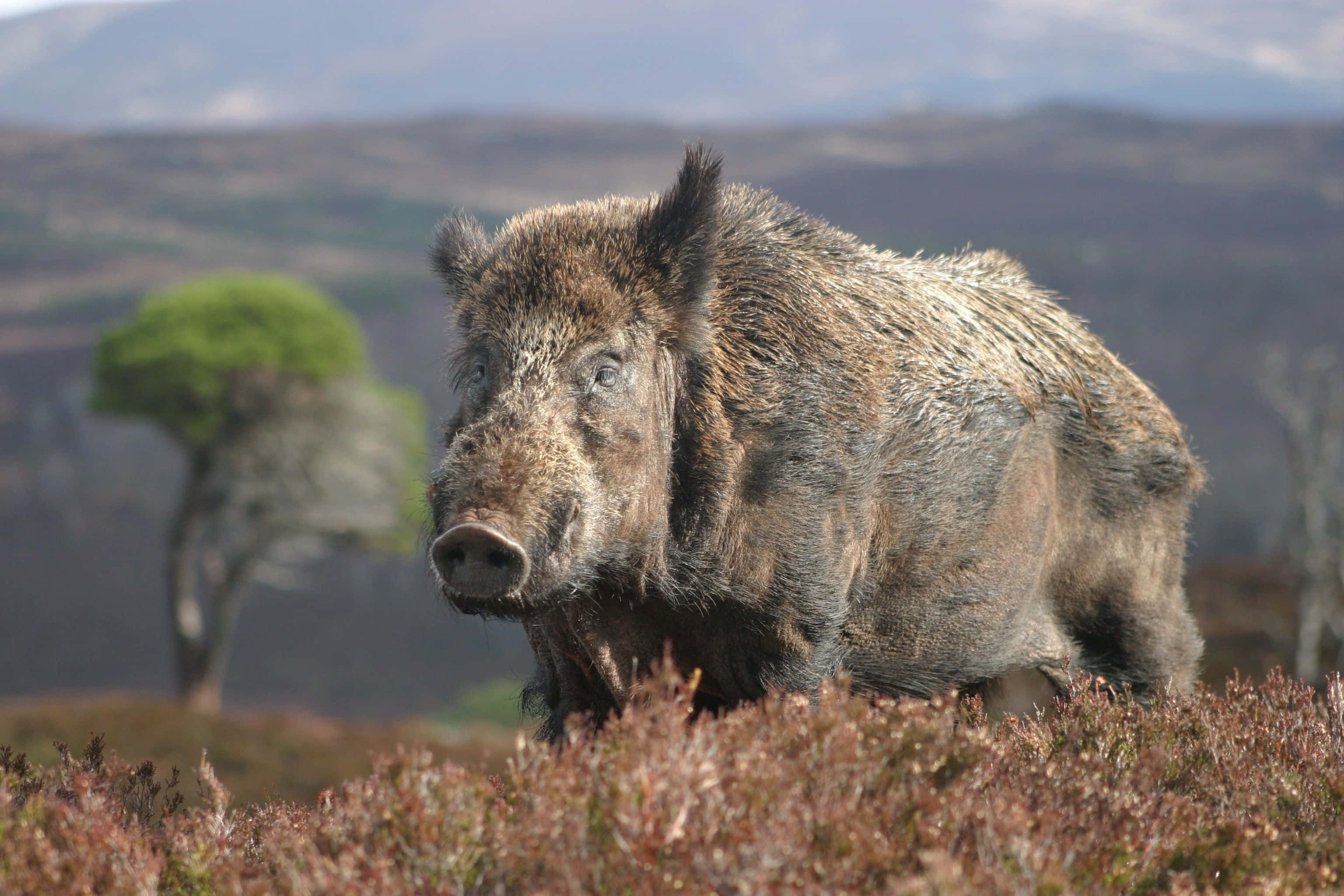 female domestic breed hog, grassy meadow, sunlit field, 2K Desktop Wallpaper