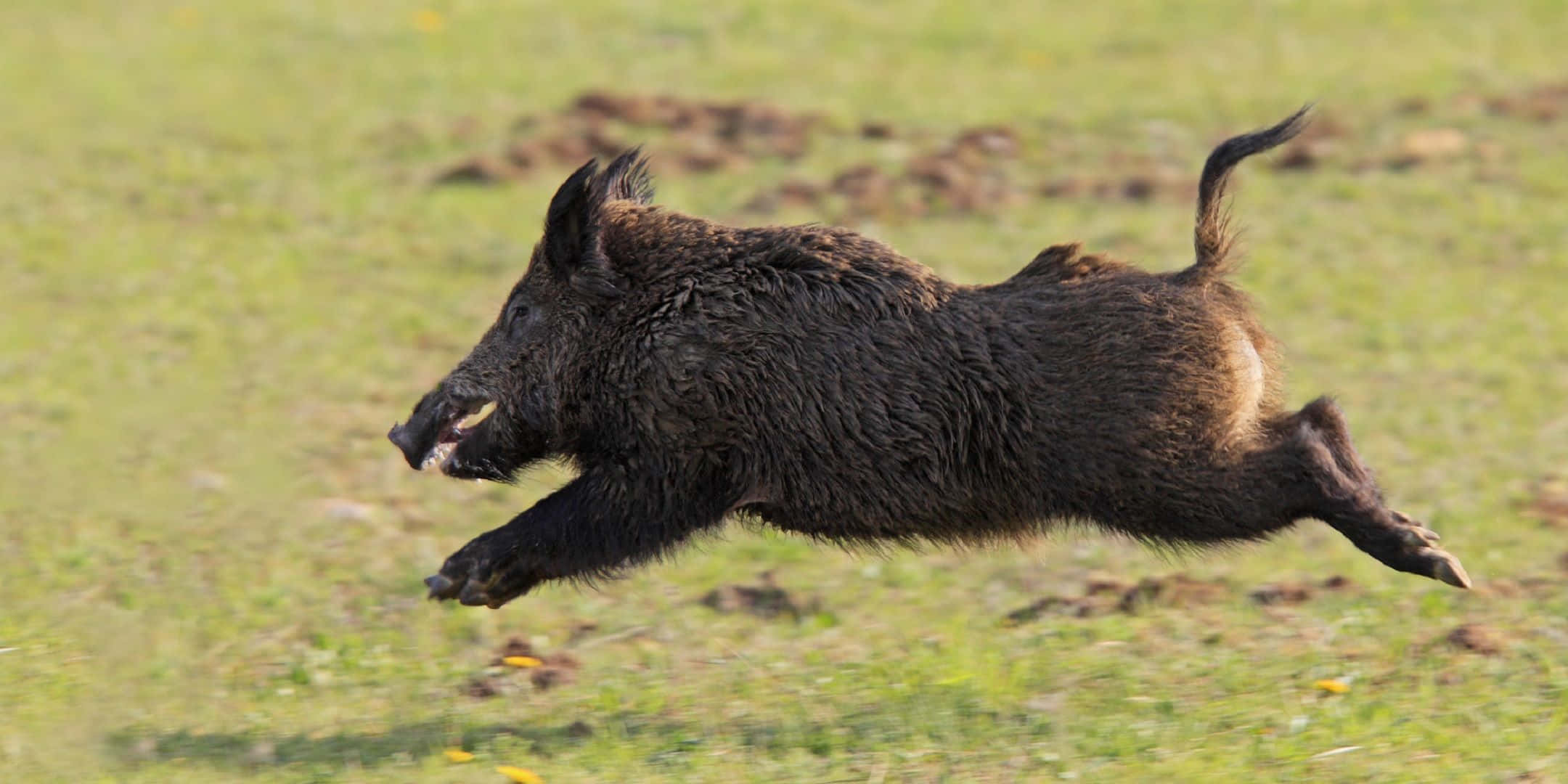 Hog, wild boar, sunlit grassy field, Full HD Desktop Wallpaper