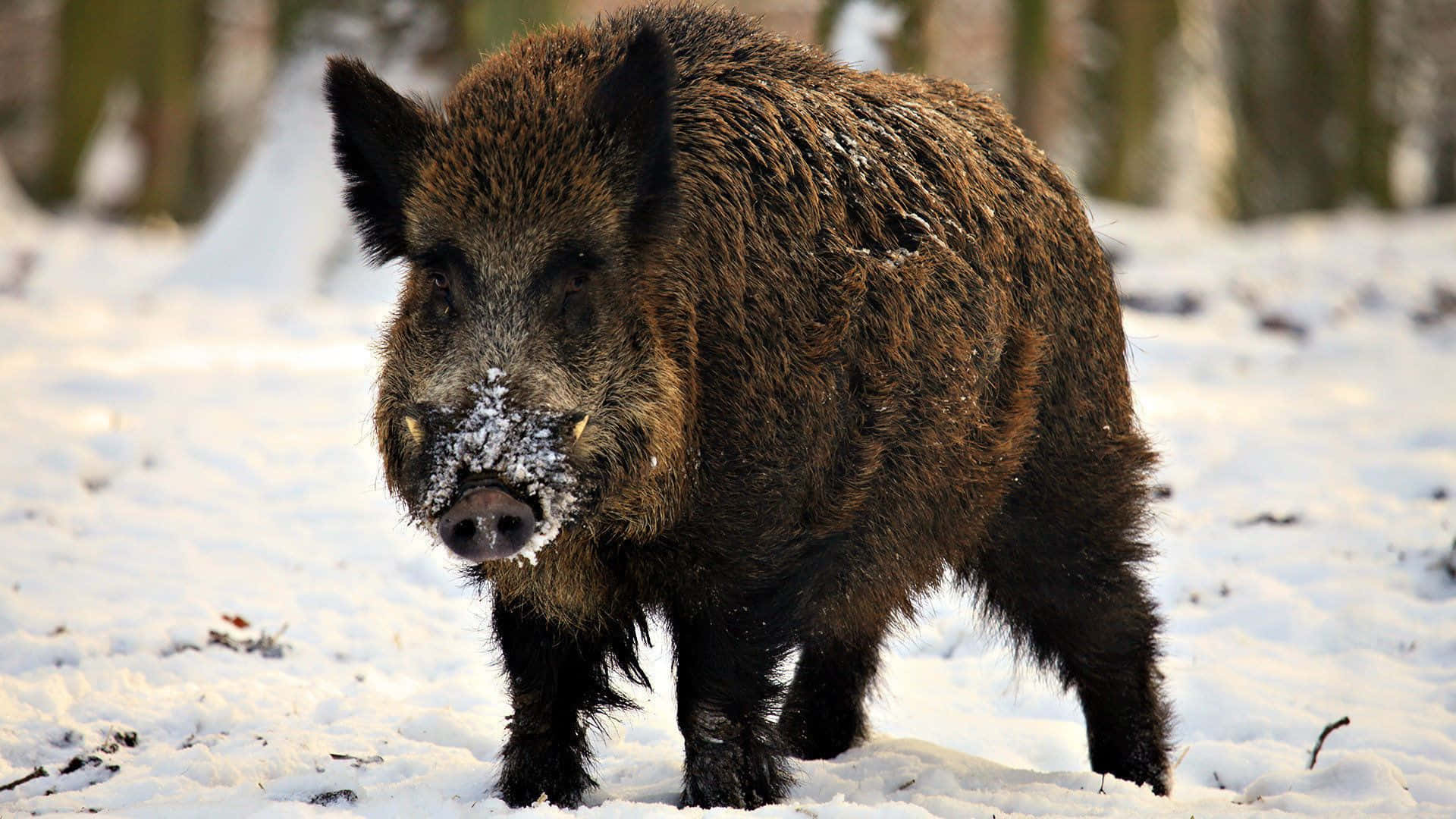 Hog, wild boar, snow-dusted snout, Full HD Desktop Wallpaper